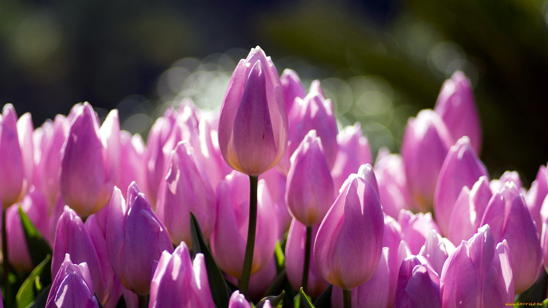 цветы, тюльпаны, розовый