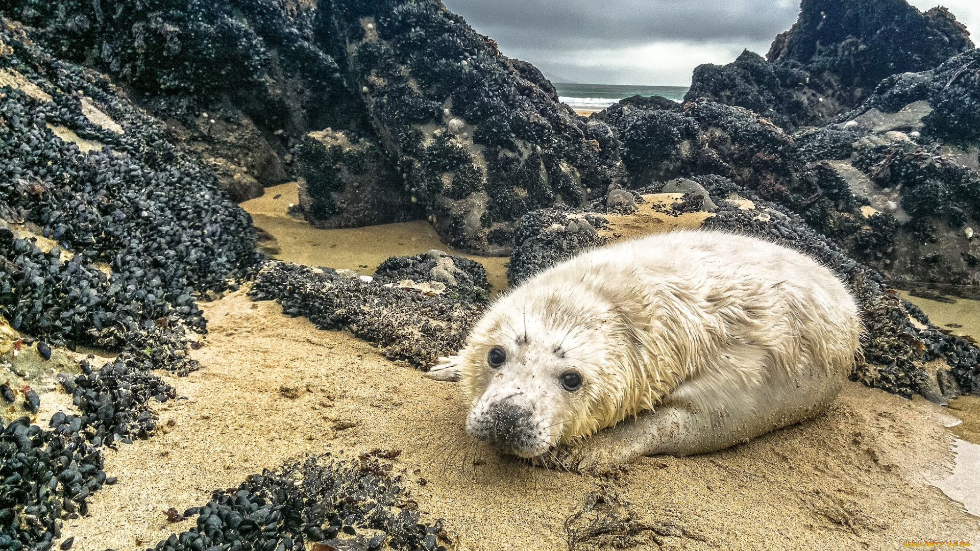 гренландский, тюлень, животные, тюлени, , морские, львы, , морские, котики, гренландский, тюлень, лысун, песок, pagophilus, groenlandicus, море