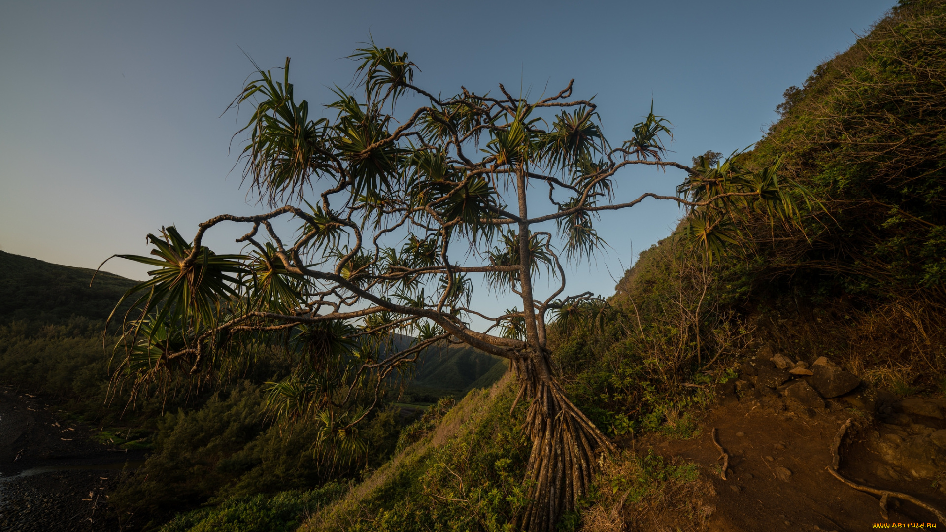 природа, деревья, простор