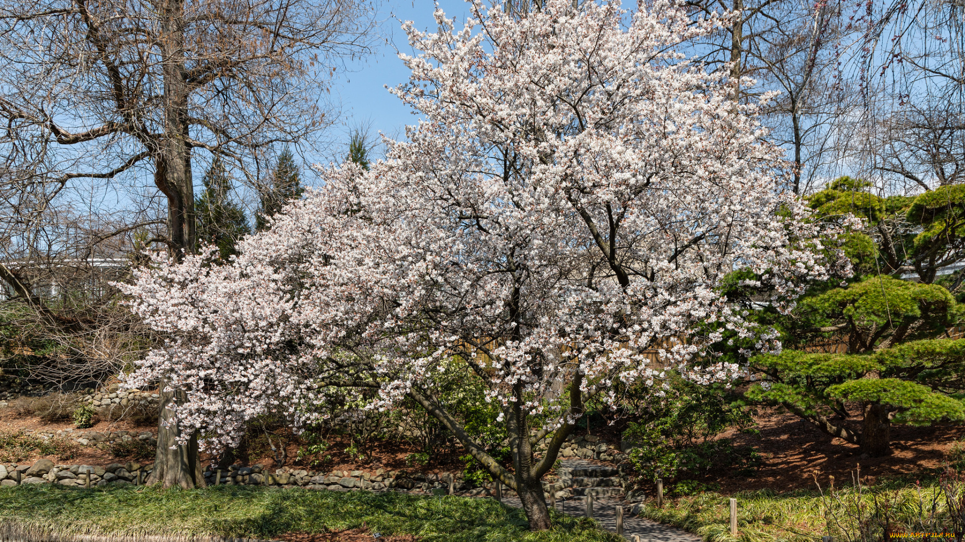 природа, деревья, простор