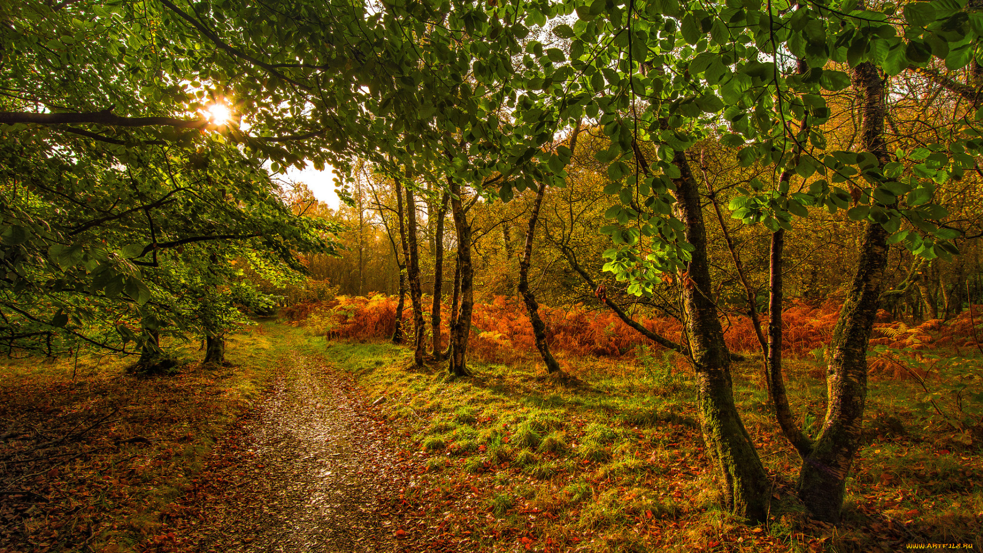 природа, лес, простор