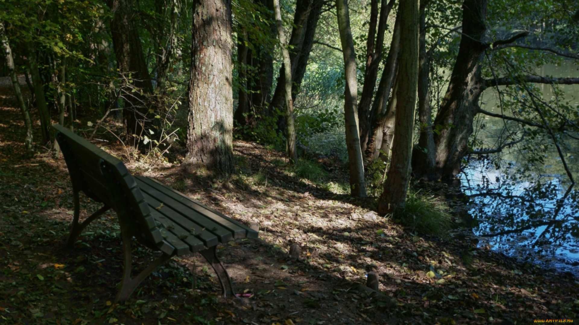 природа, лес, скамейка, деревья, водоем
