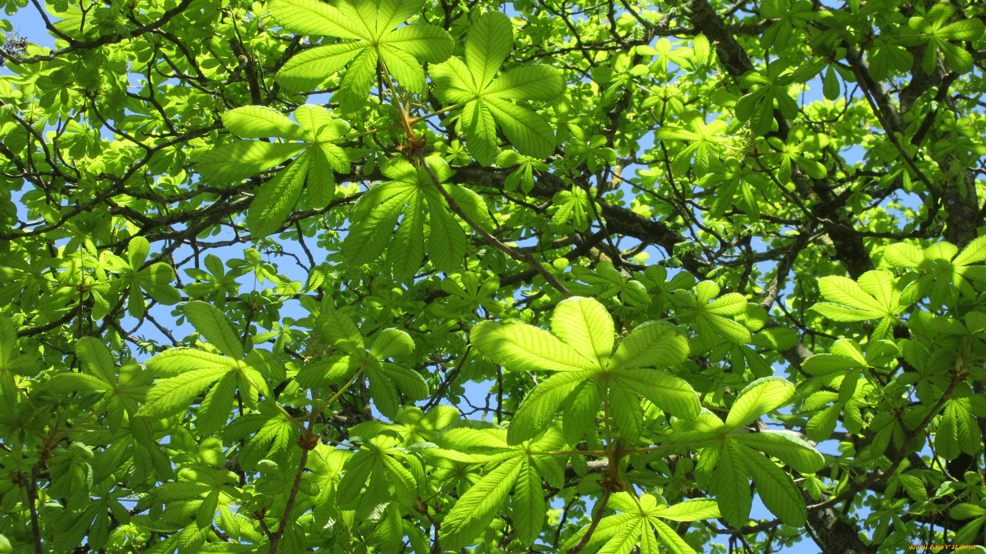 природа, листья, весна, 2018