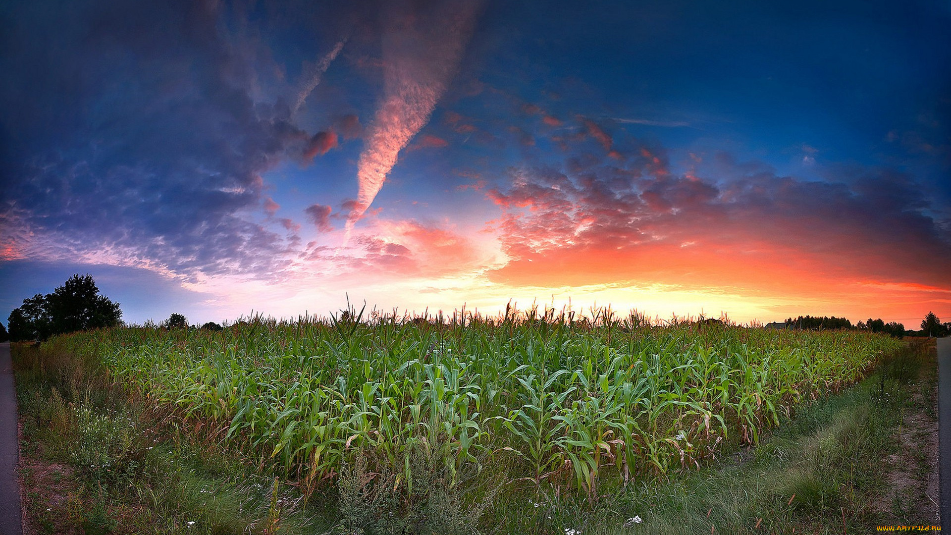 природа, поля, простор
