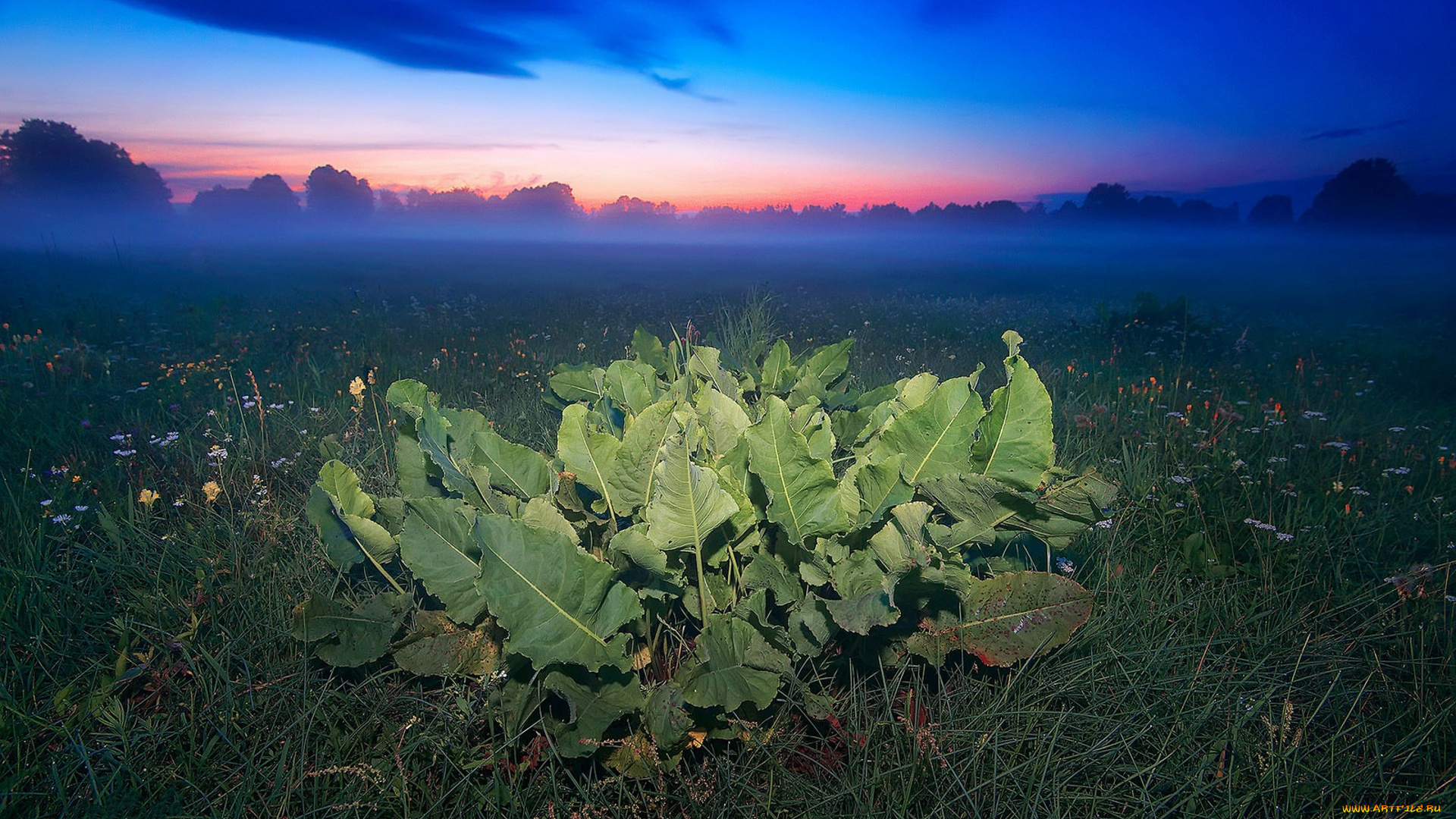 природа, поля, простор