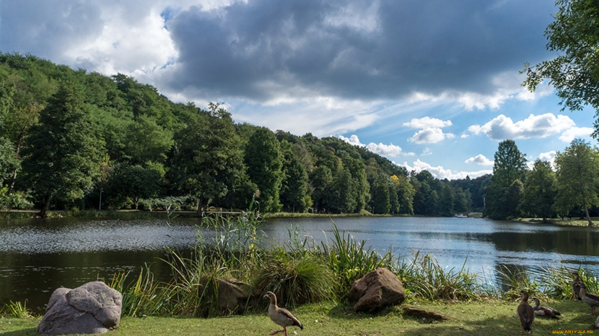 природа, реки, озера, озеро, вода, водоем, лес, деревья, утки, животные