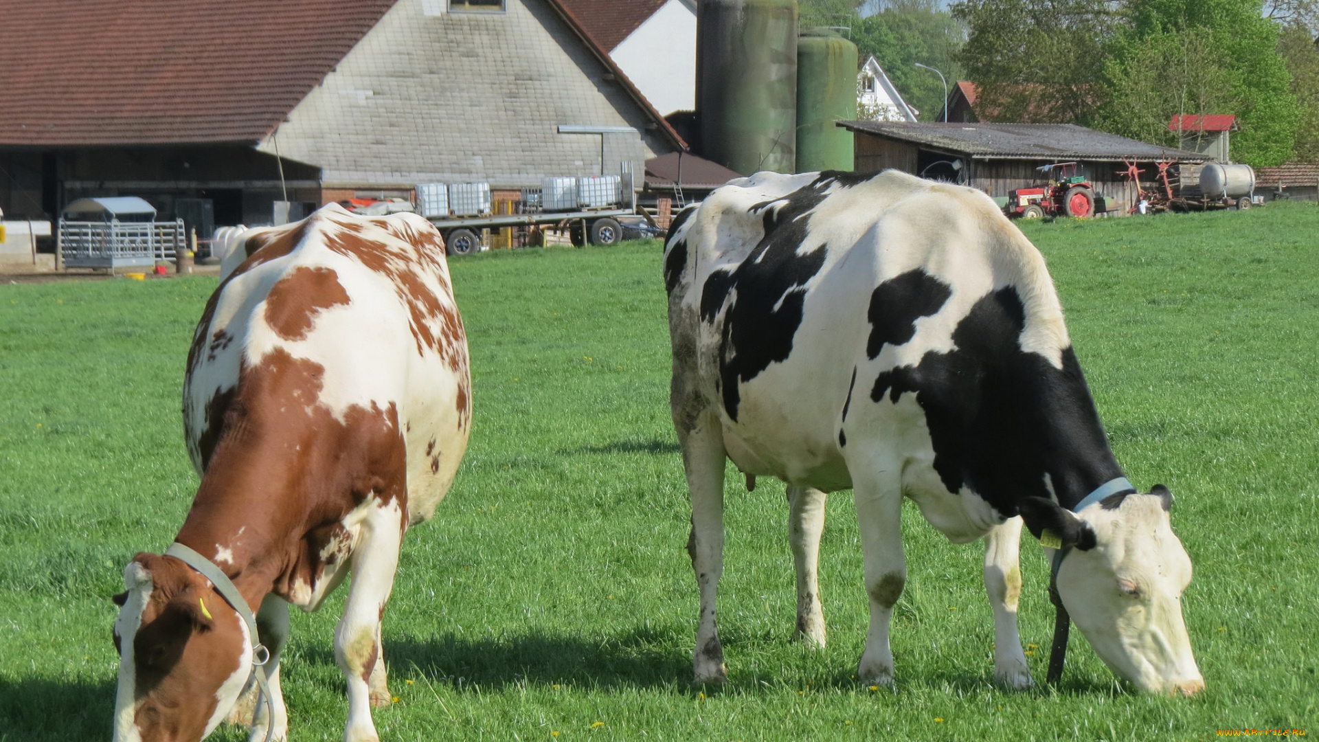 животные, коровы, , буйволы