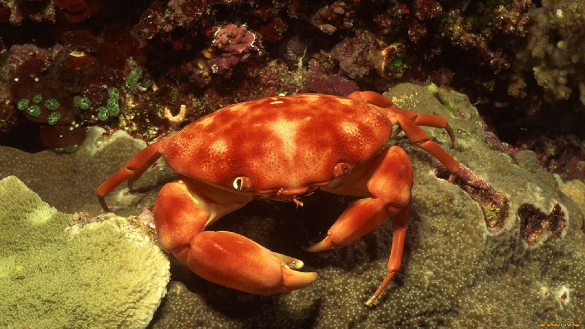 животные, крабы, , раки, краб