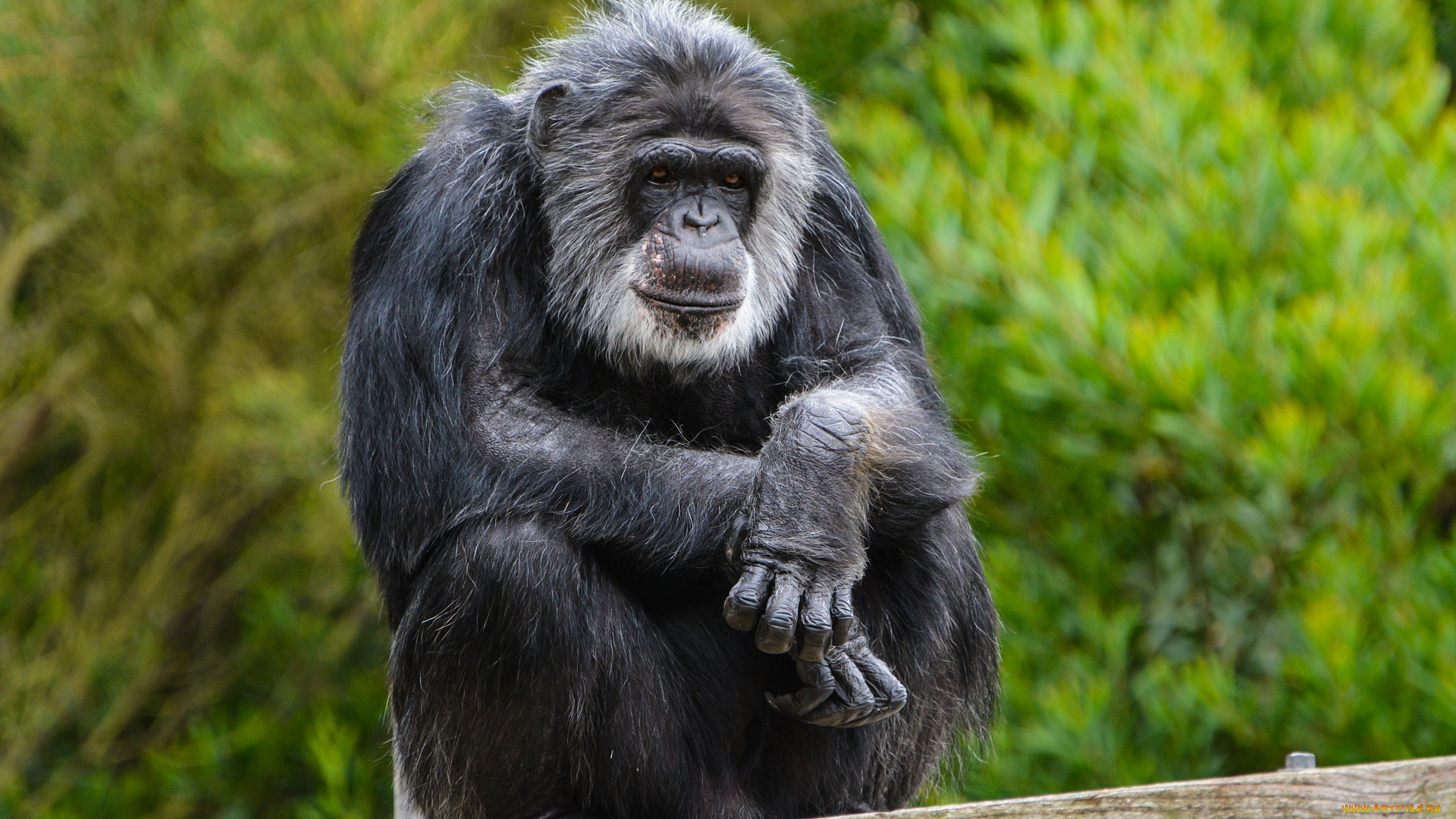 животные, обезьяны, обезьяна