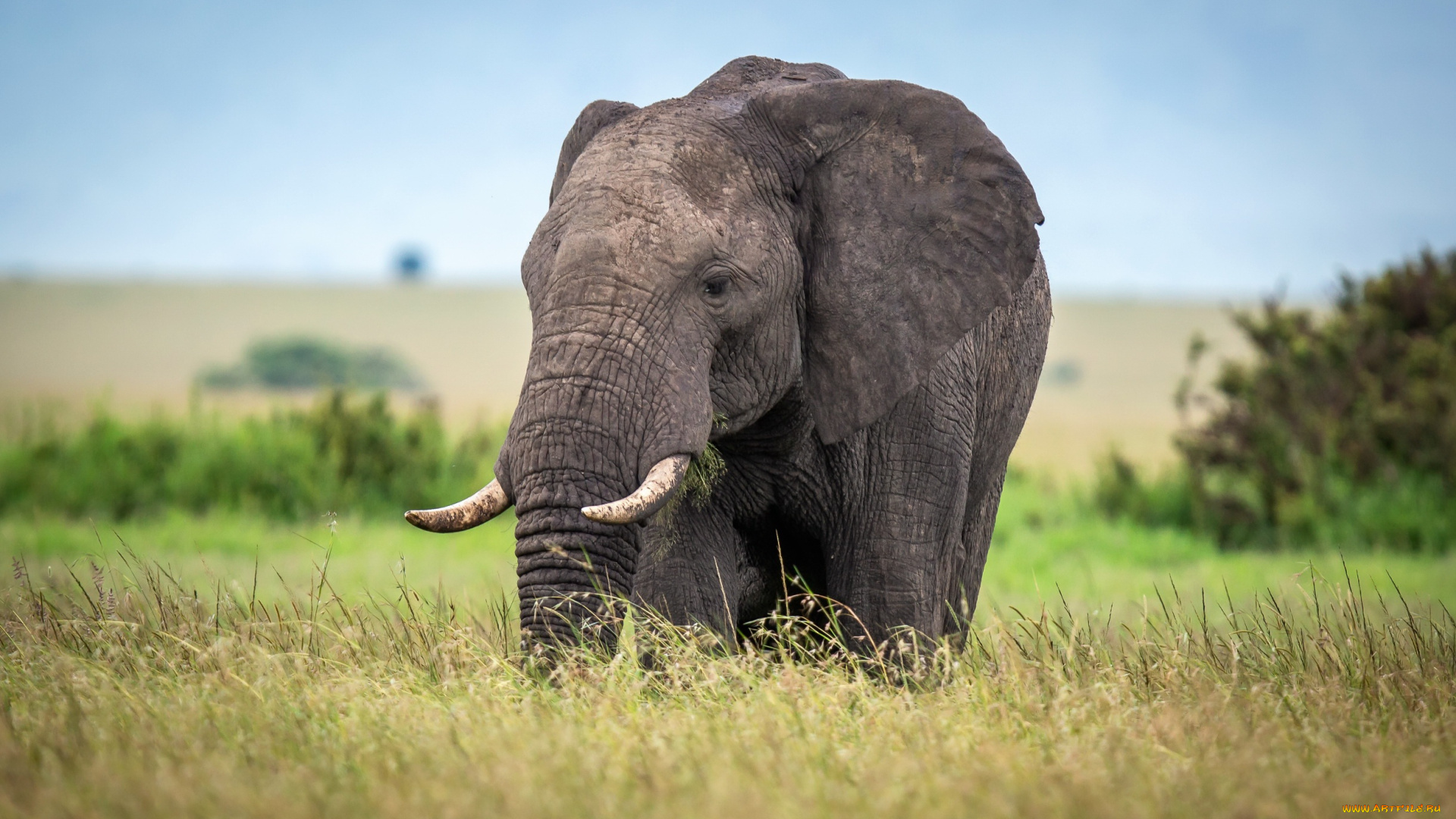 животные, слоны, африка, поле, слон