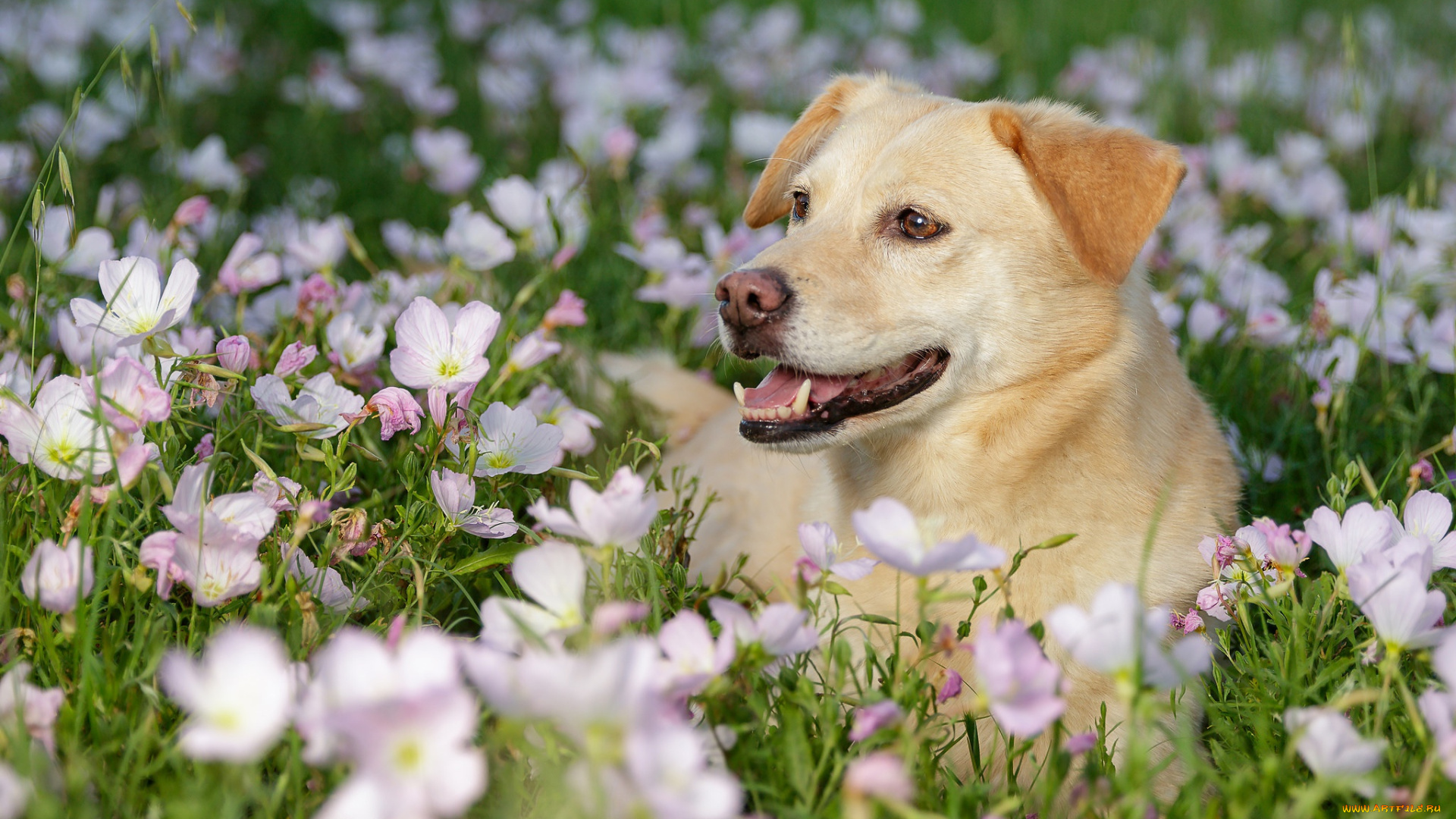 животные, собаки, собака, морда, цветы