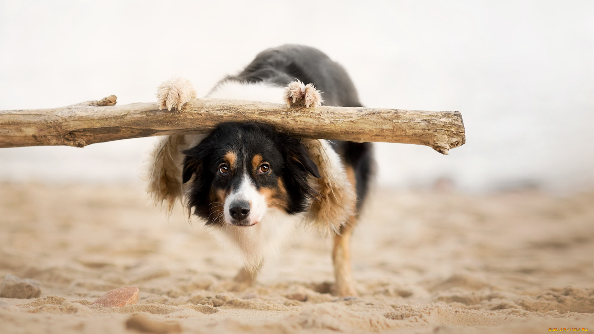 животные, собаки, собака, взгляд