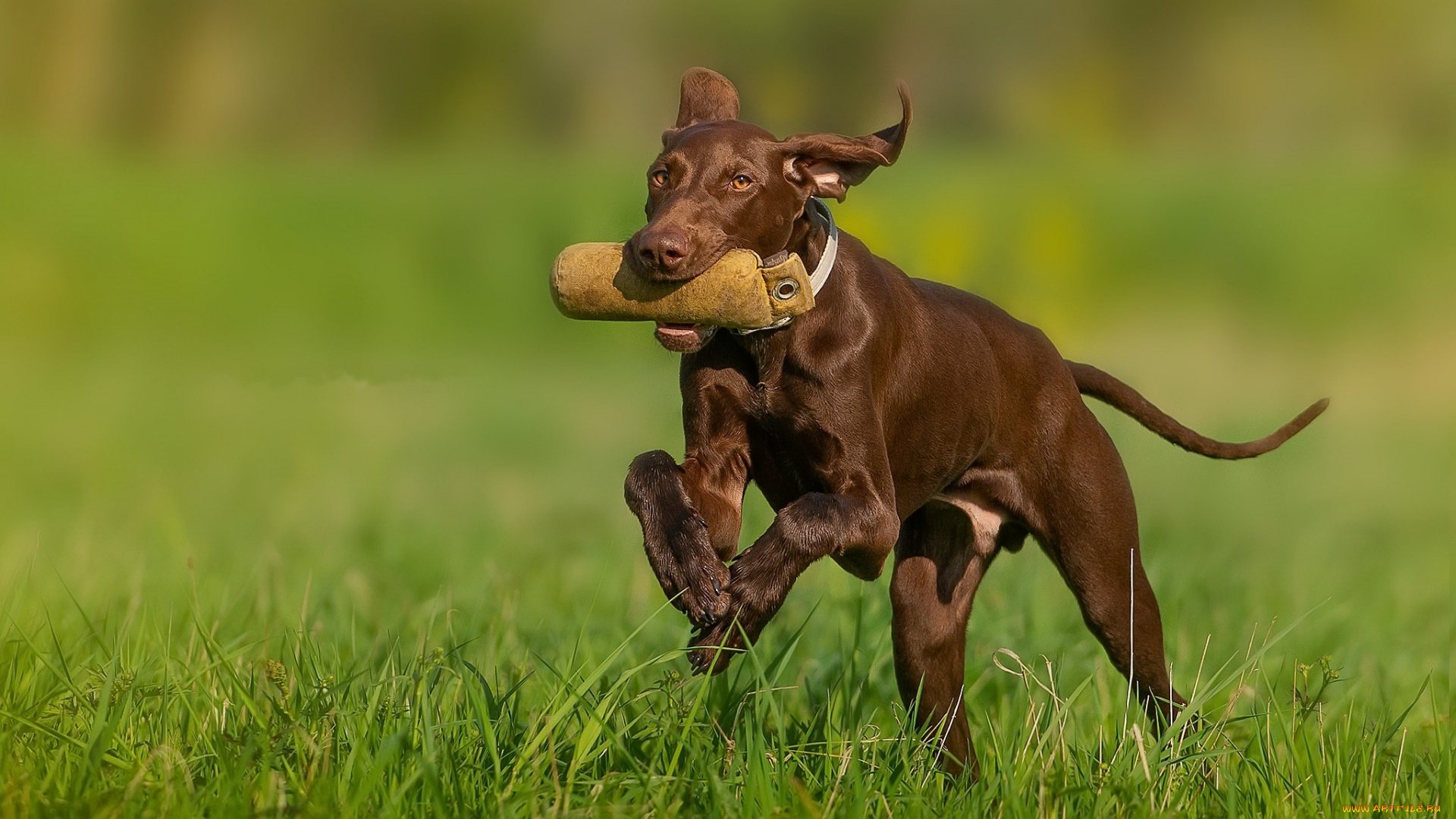 животные, собаки, взгляд, собака