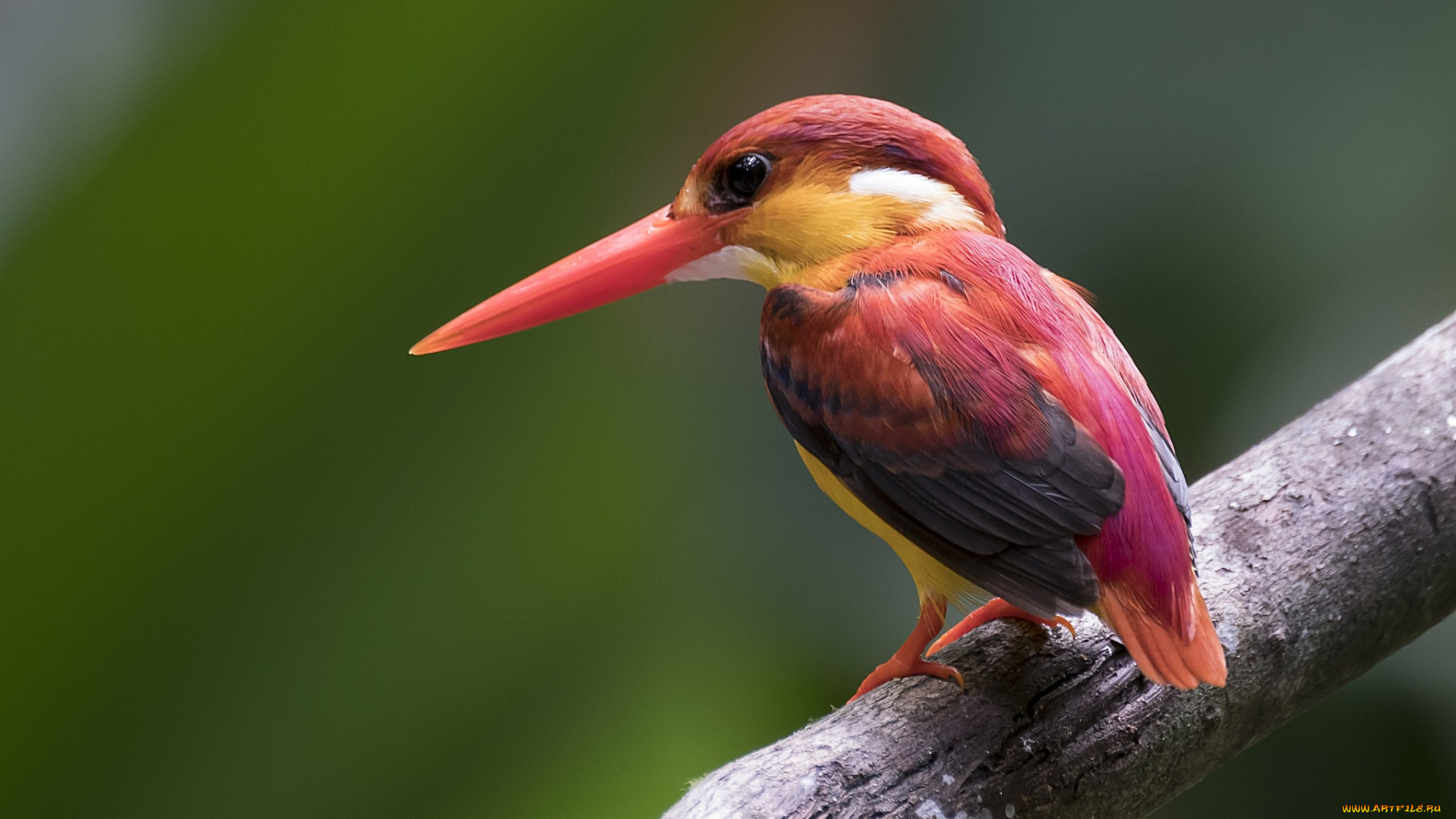 животные, зимородки, дерево, рубиновый, зимородок, птицы