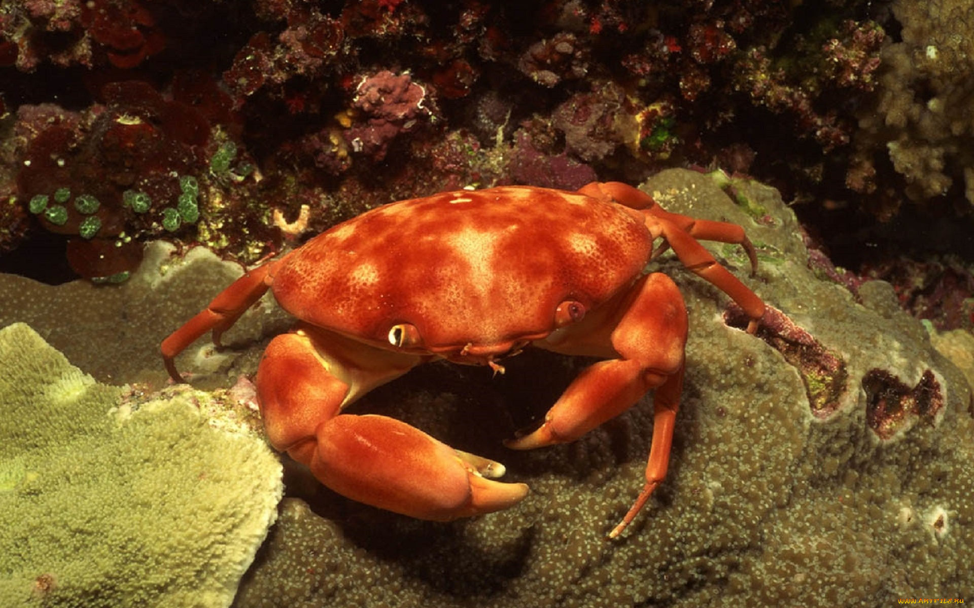 животные, крабы, , раки, краб