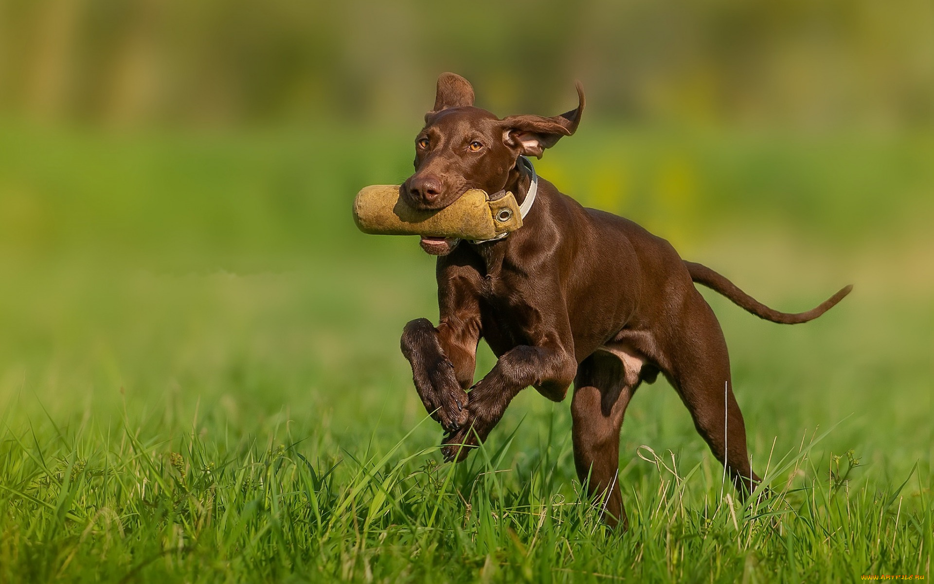 животные, собаки, взгляд, собака