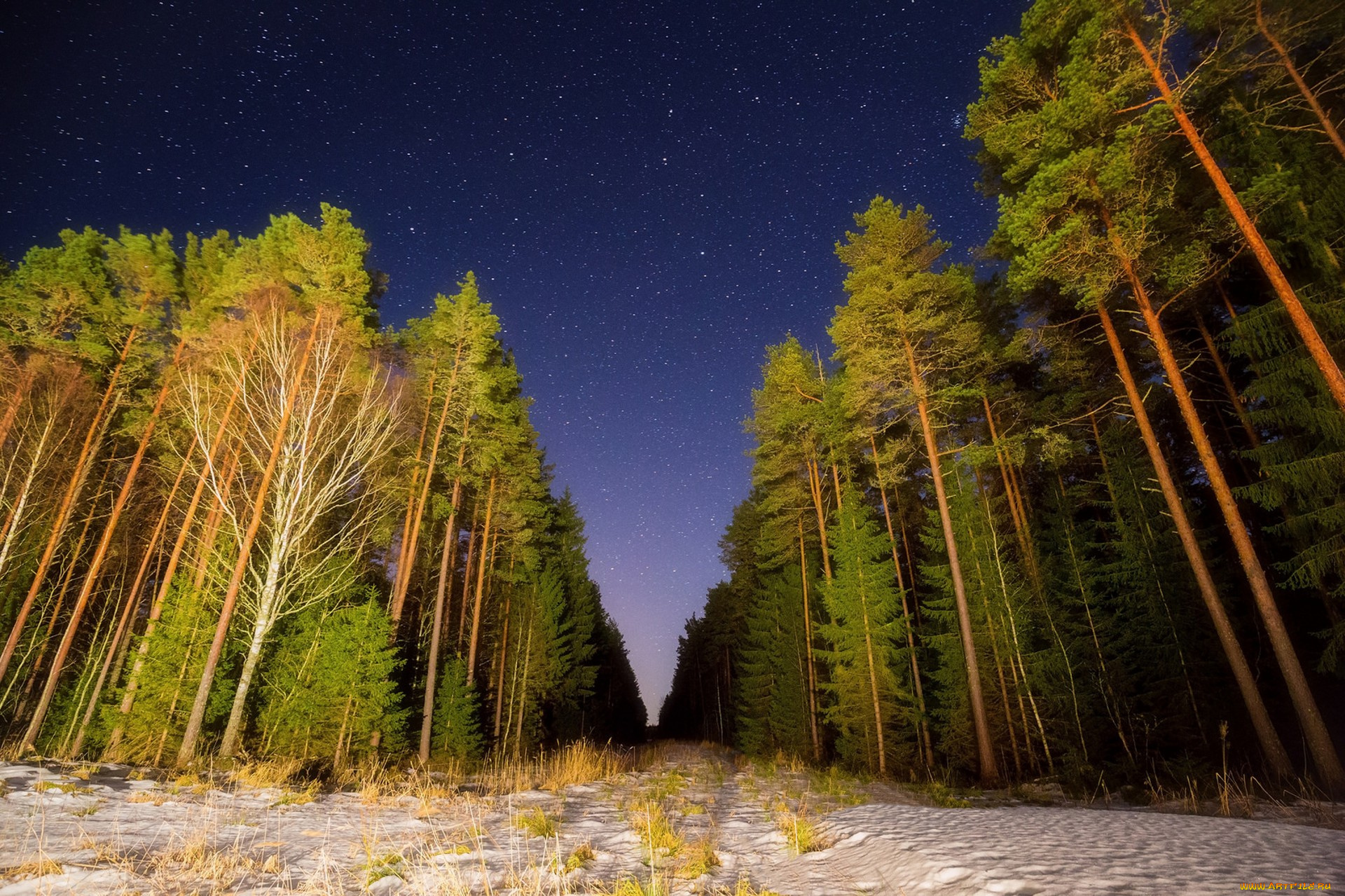 природа, лес, простор