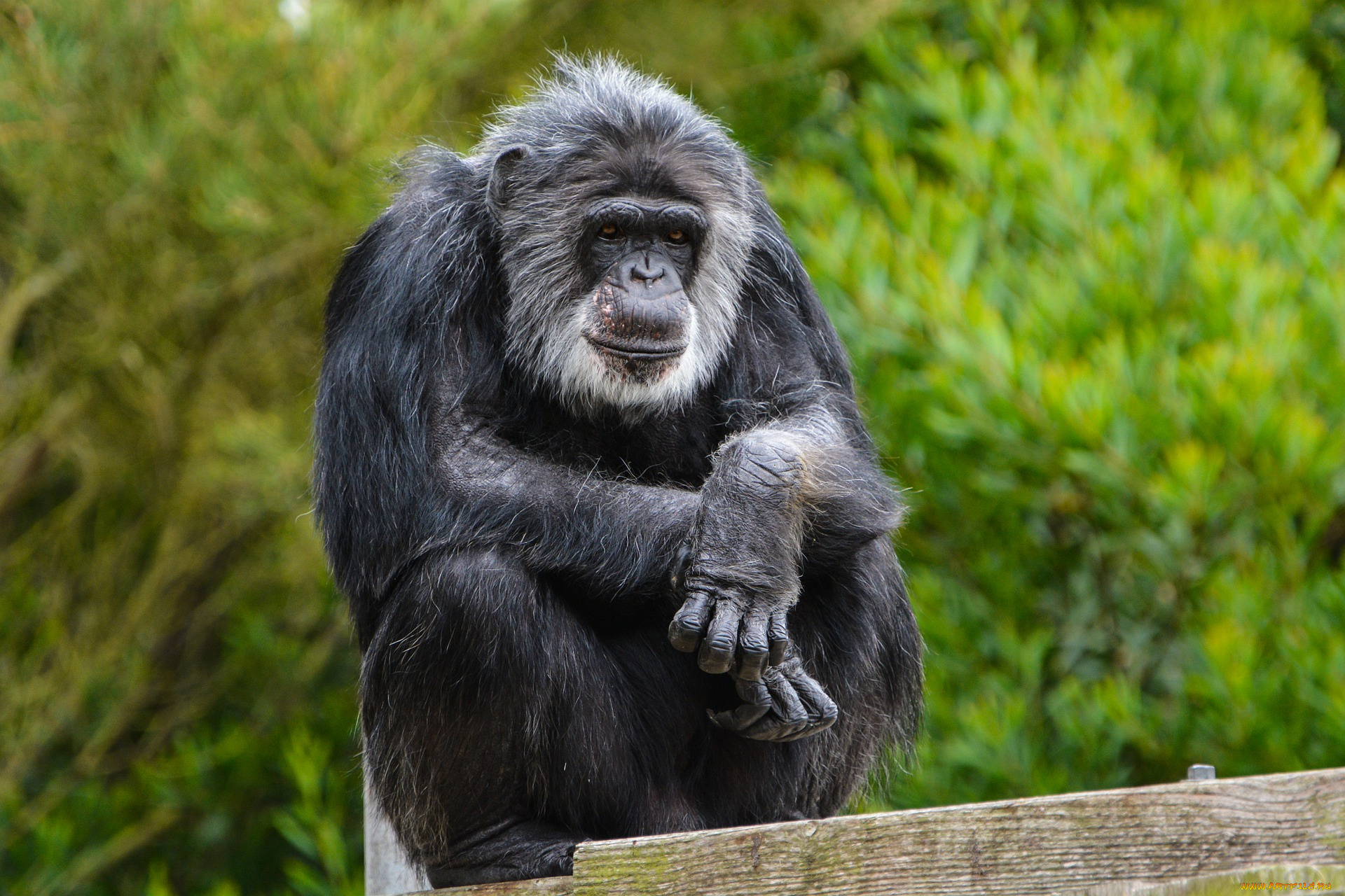 животные, обезьяны, обезьяна