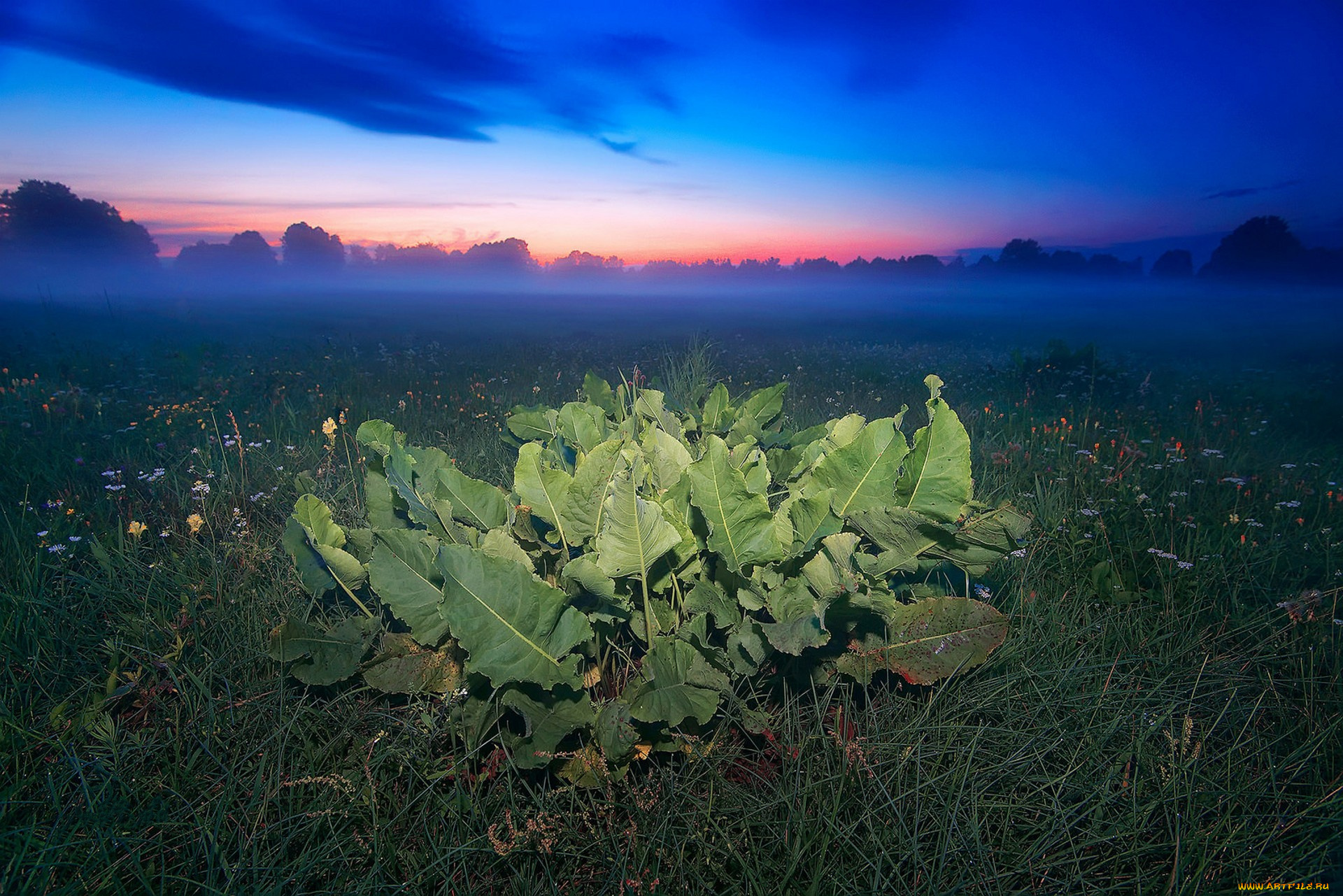 природа, поля, простор