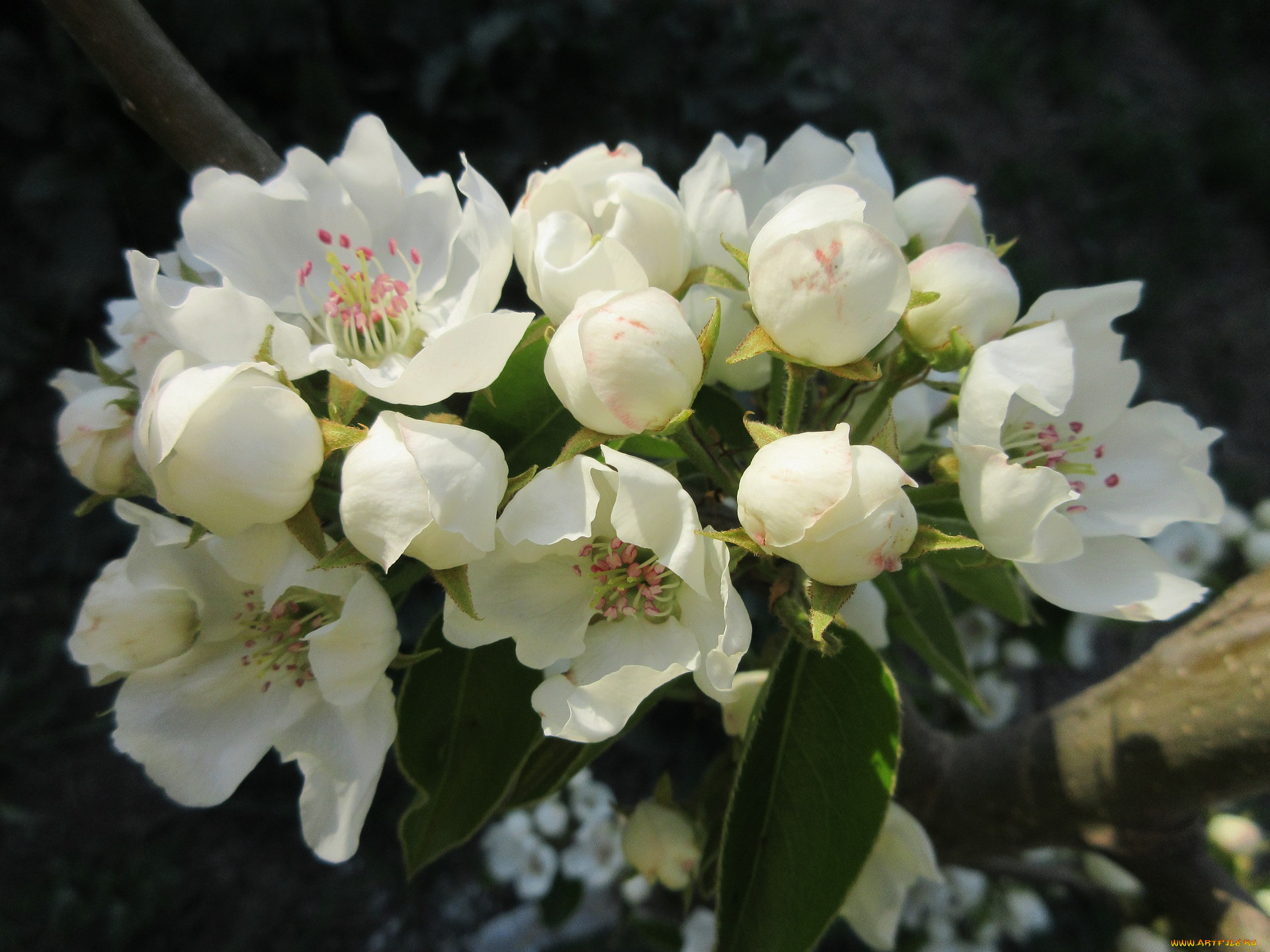 цветы, цветущие, деревья, , , кустарники, весна, 2018