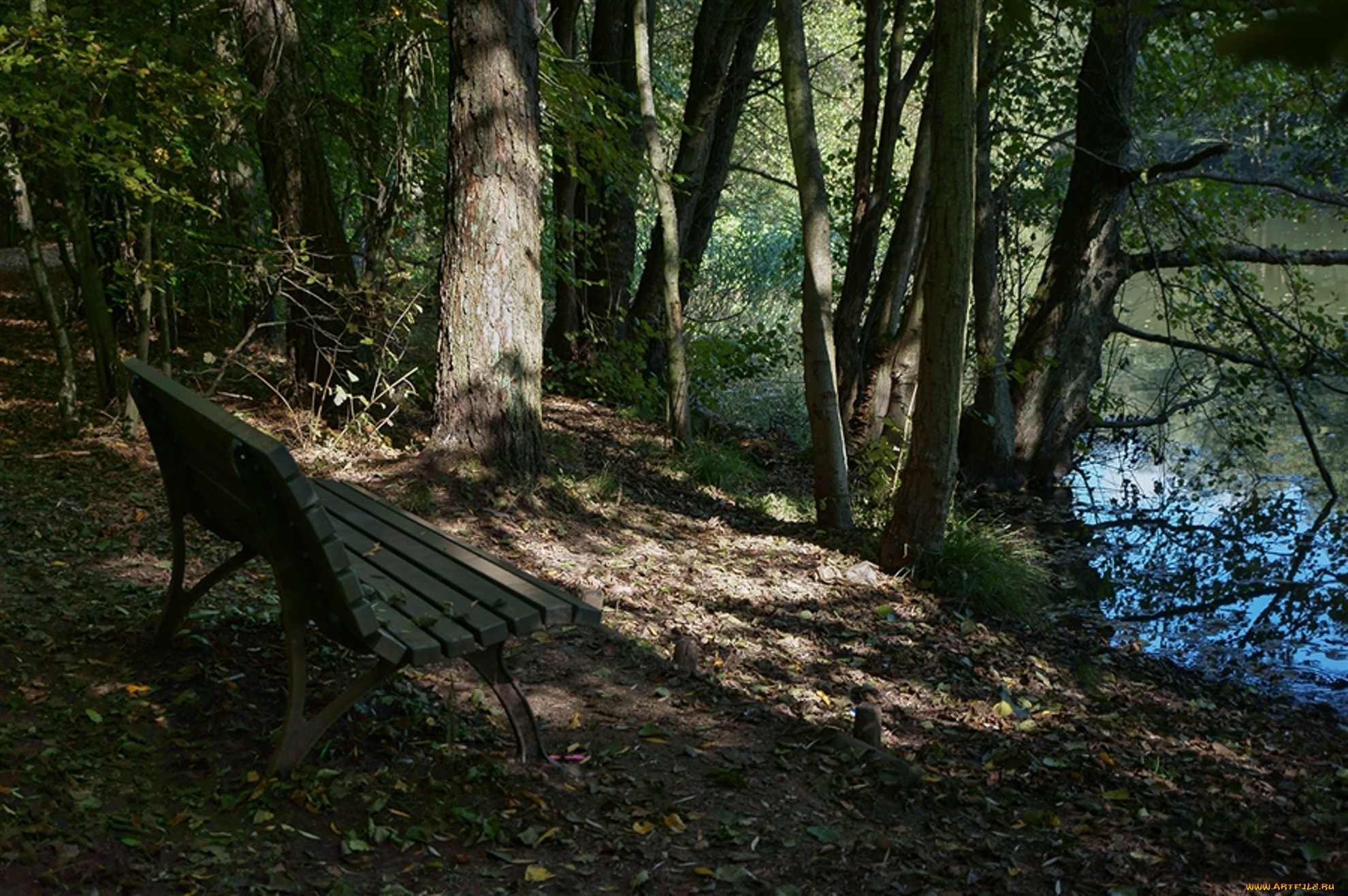 природа, лес, скамейка, деревья, водоем