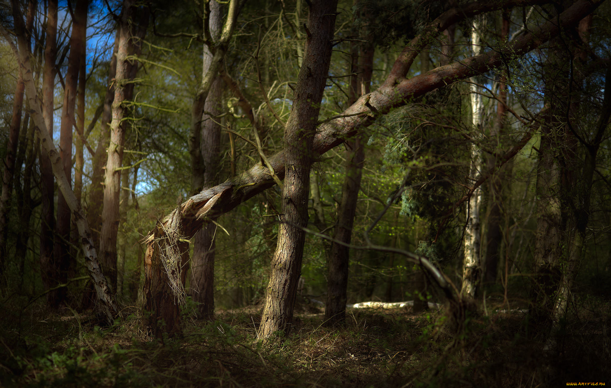 природа, лес, простор