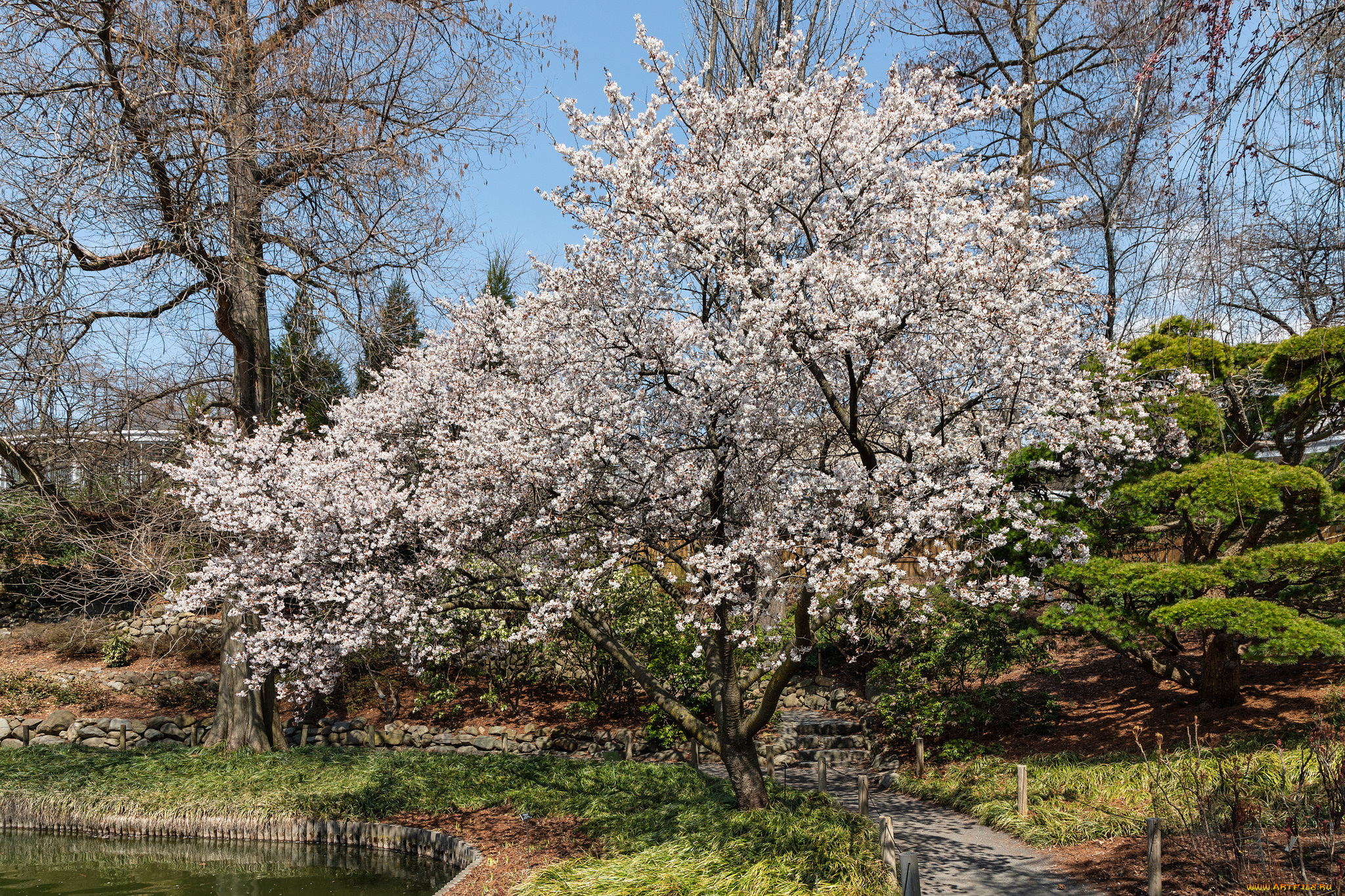 природа, деревья, простор