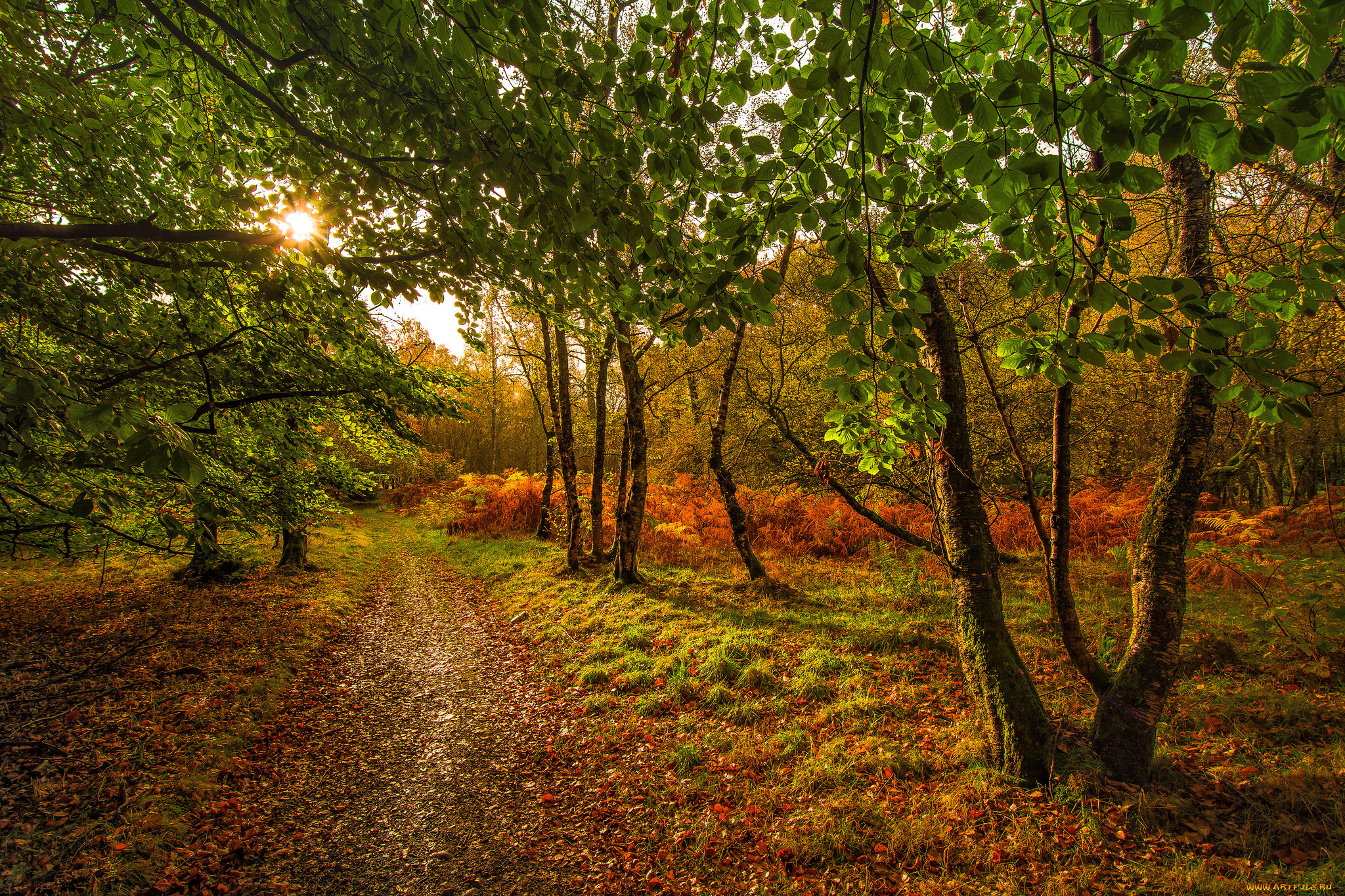 природа, лес, простор