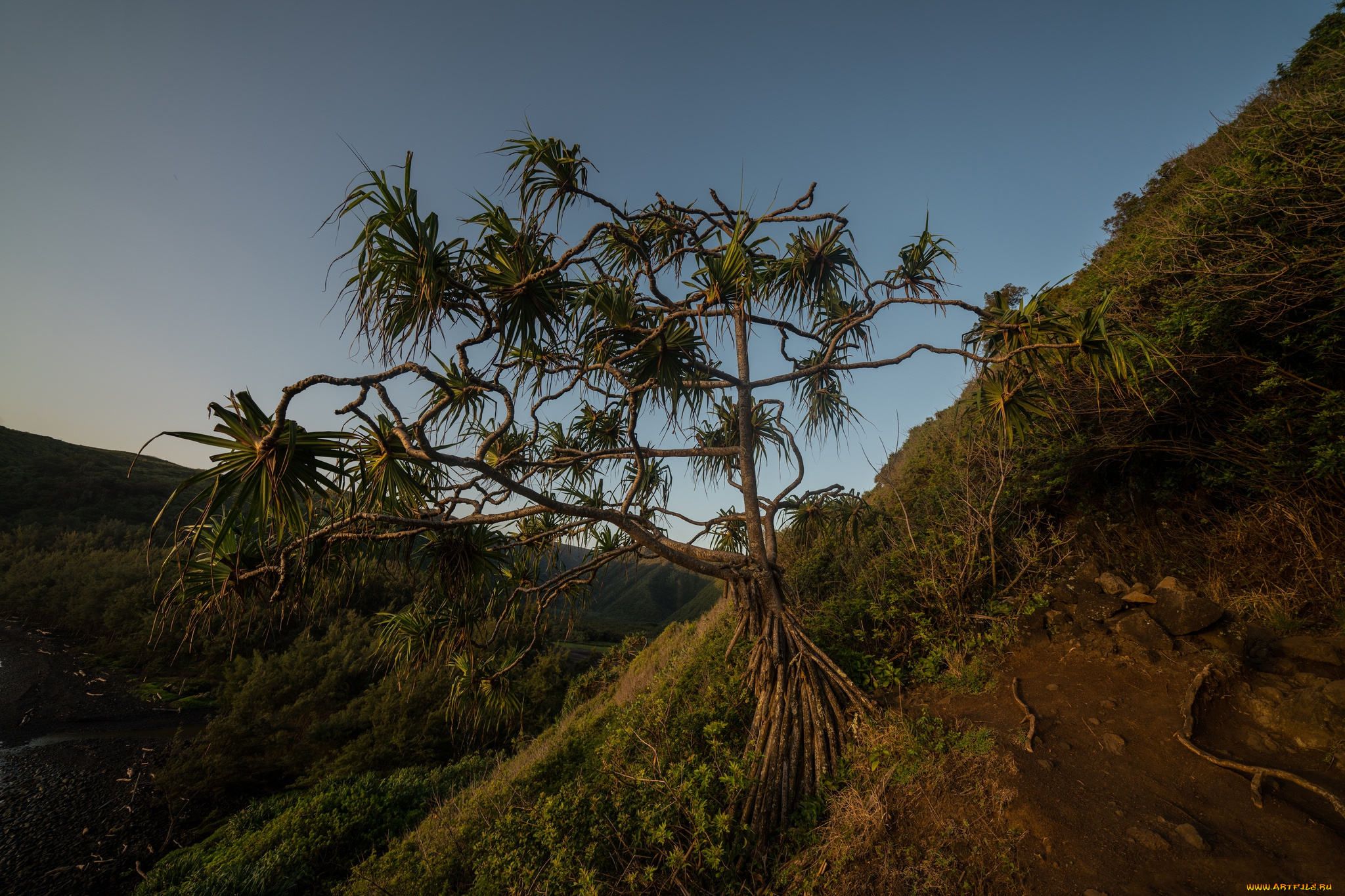 природа, деревья, простор