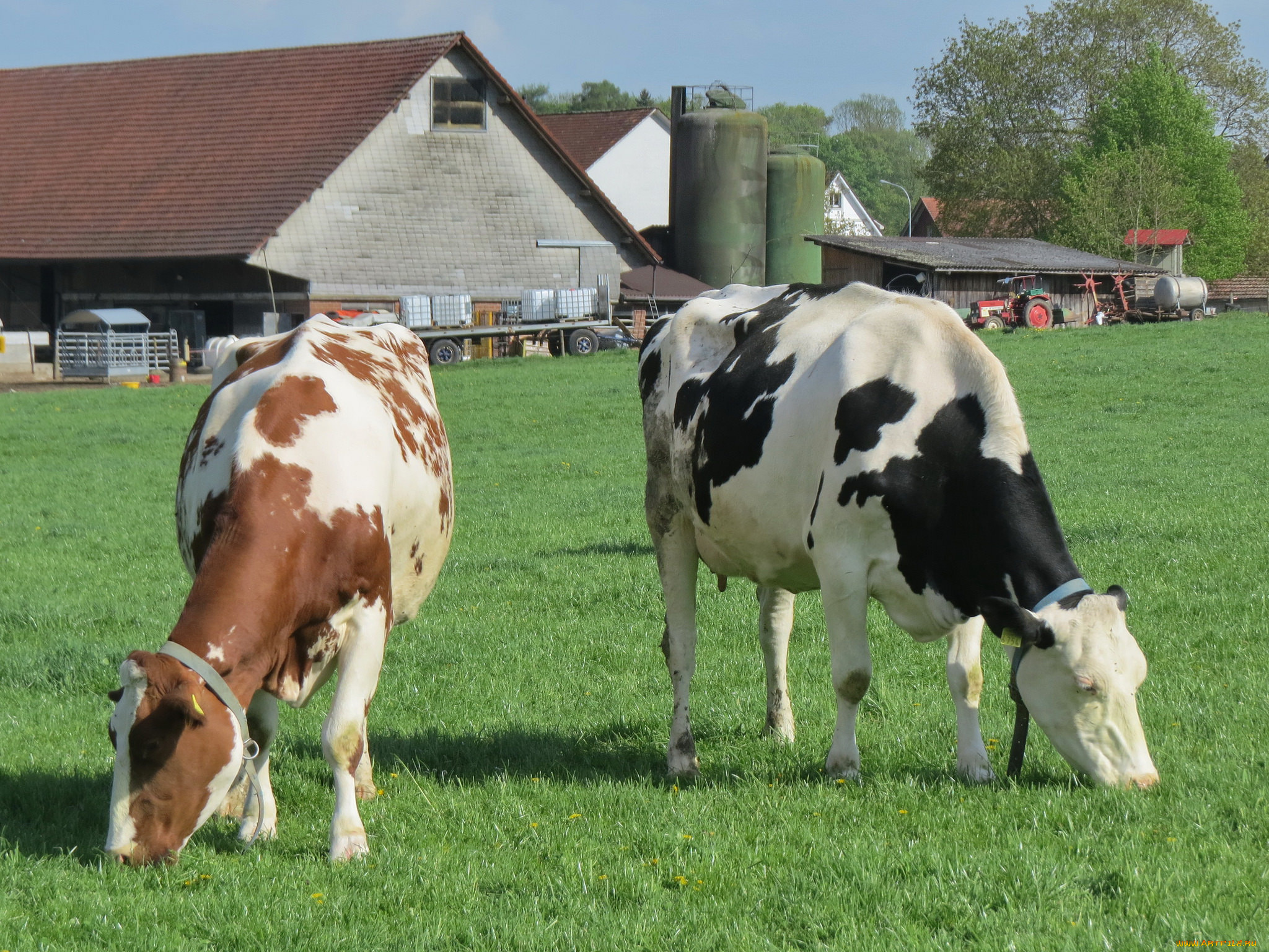 животные, коровы, , буйволы