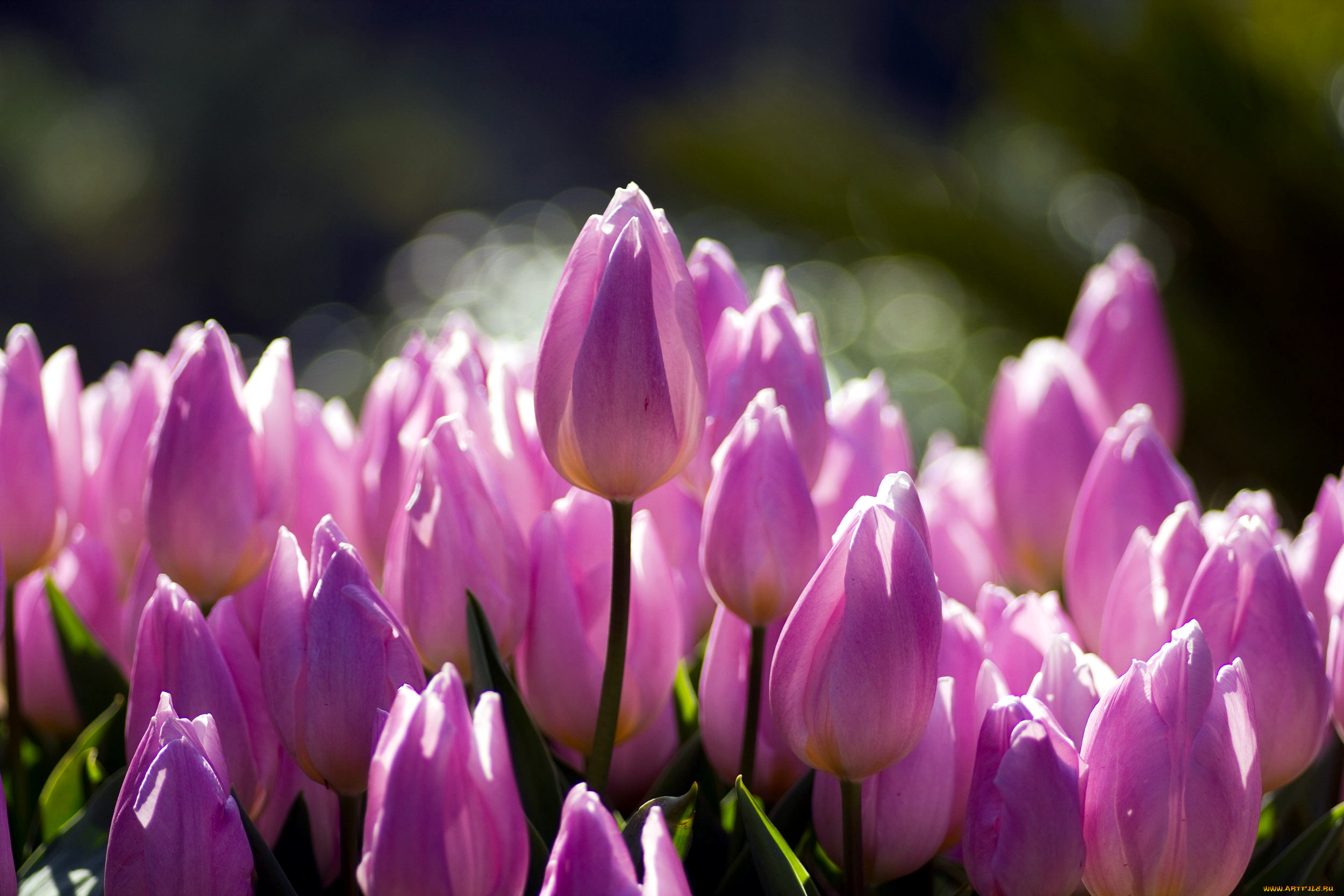 цветы, тюльпаны, розовый