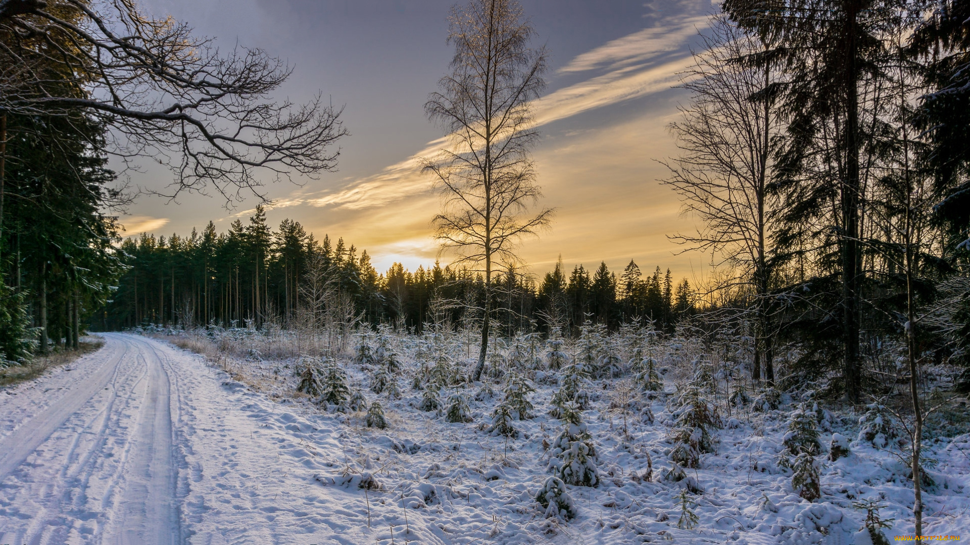 природа, дороги, лес, снег, дорога