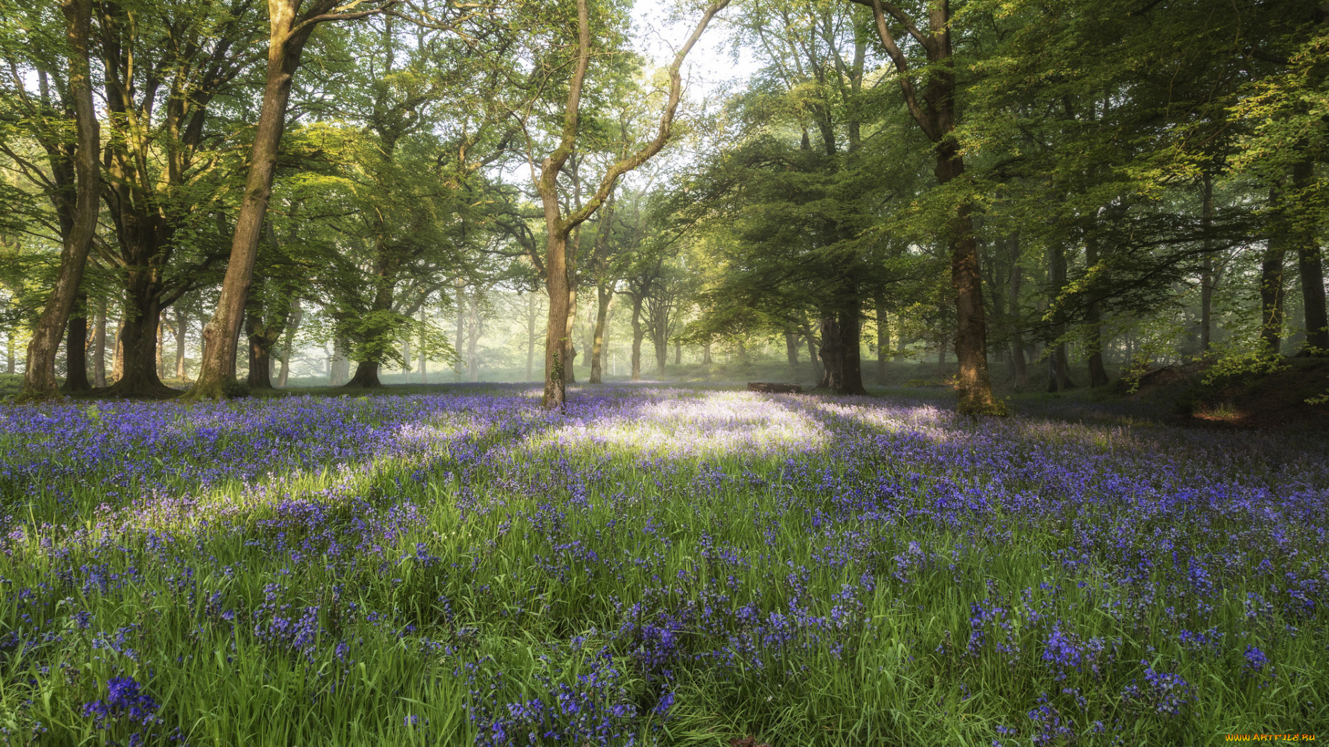 природа, лес, простор