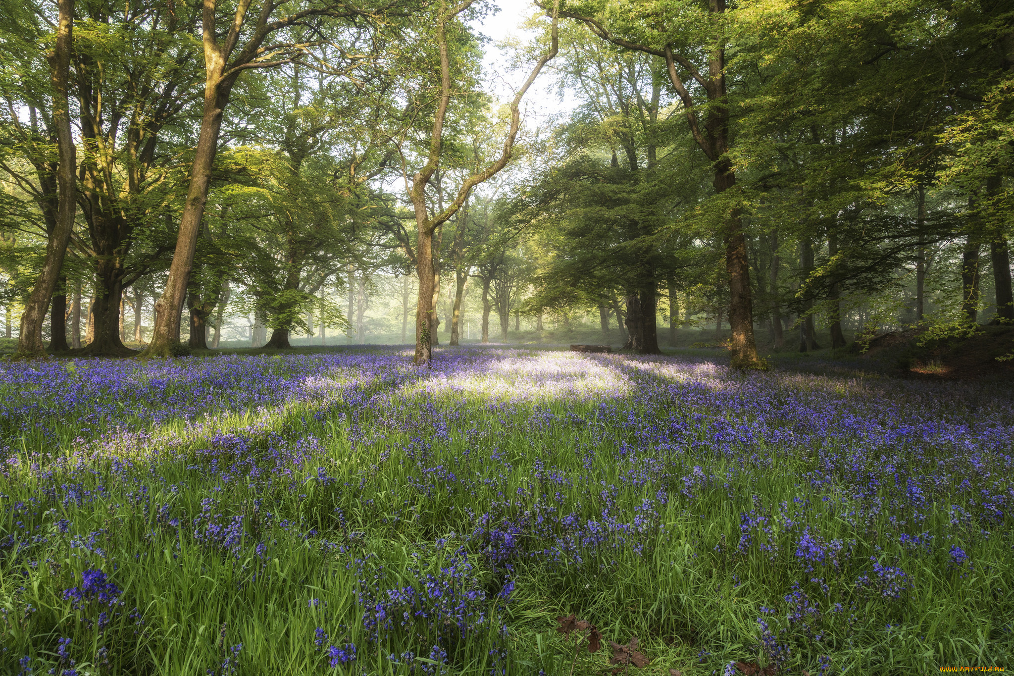 природа, лес, простор