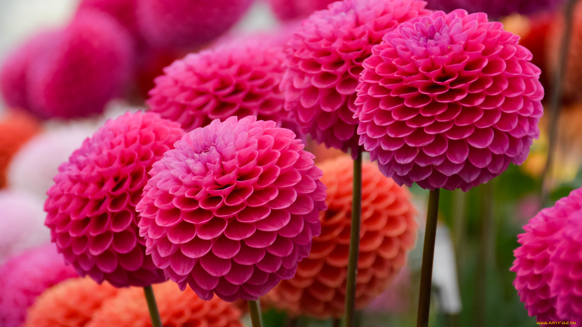 цветы, георгины, розовый