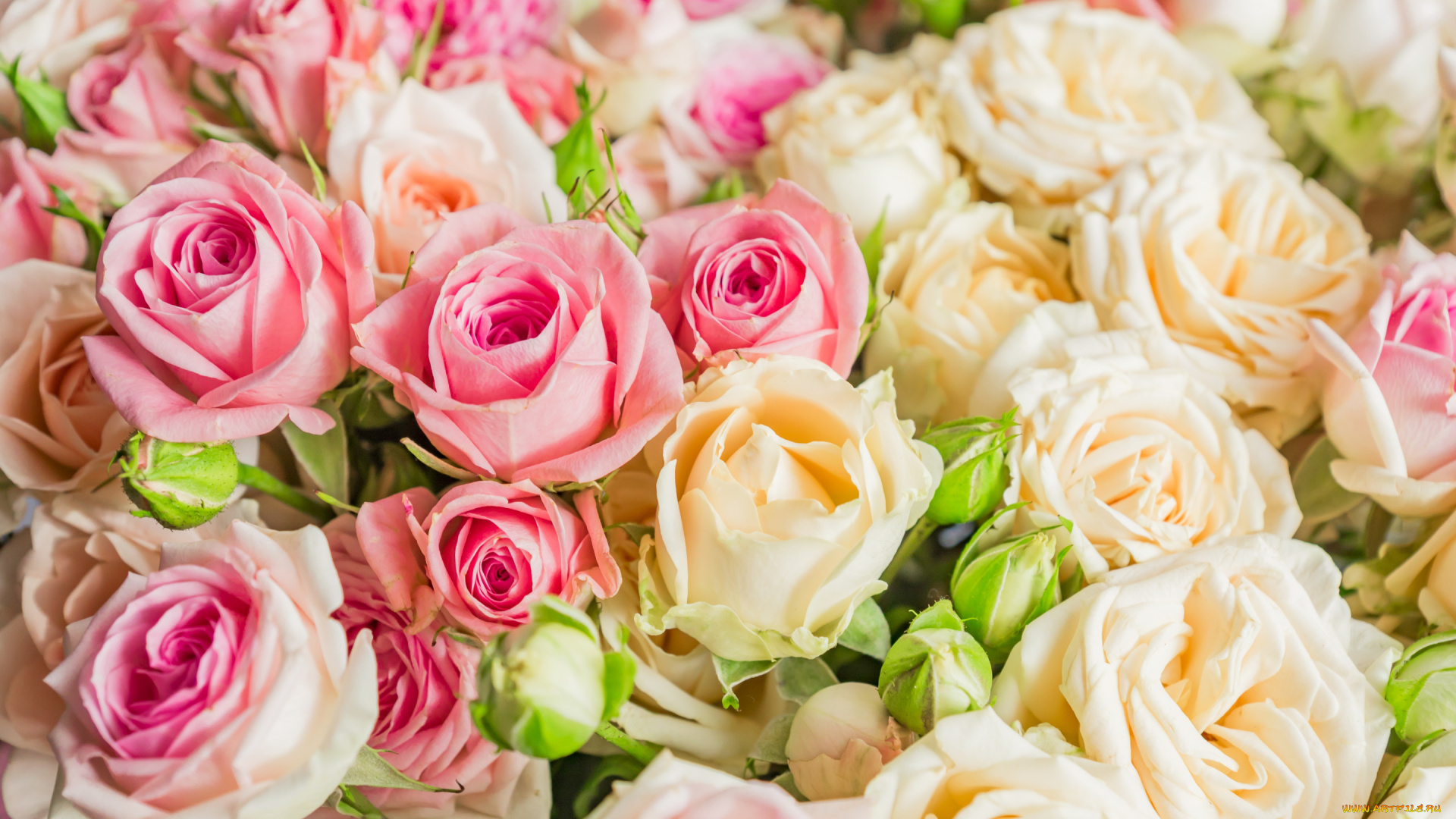 цветы, розы, букет, розовые, бежевые