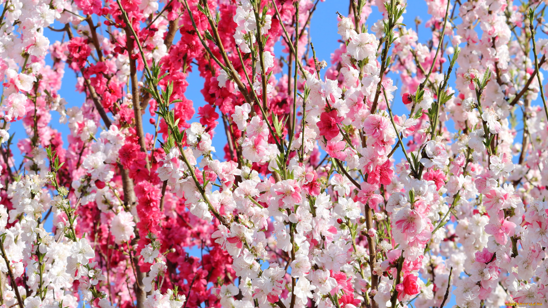 цветы, сакура, , вишня, весна, цветение