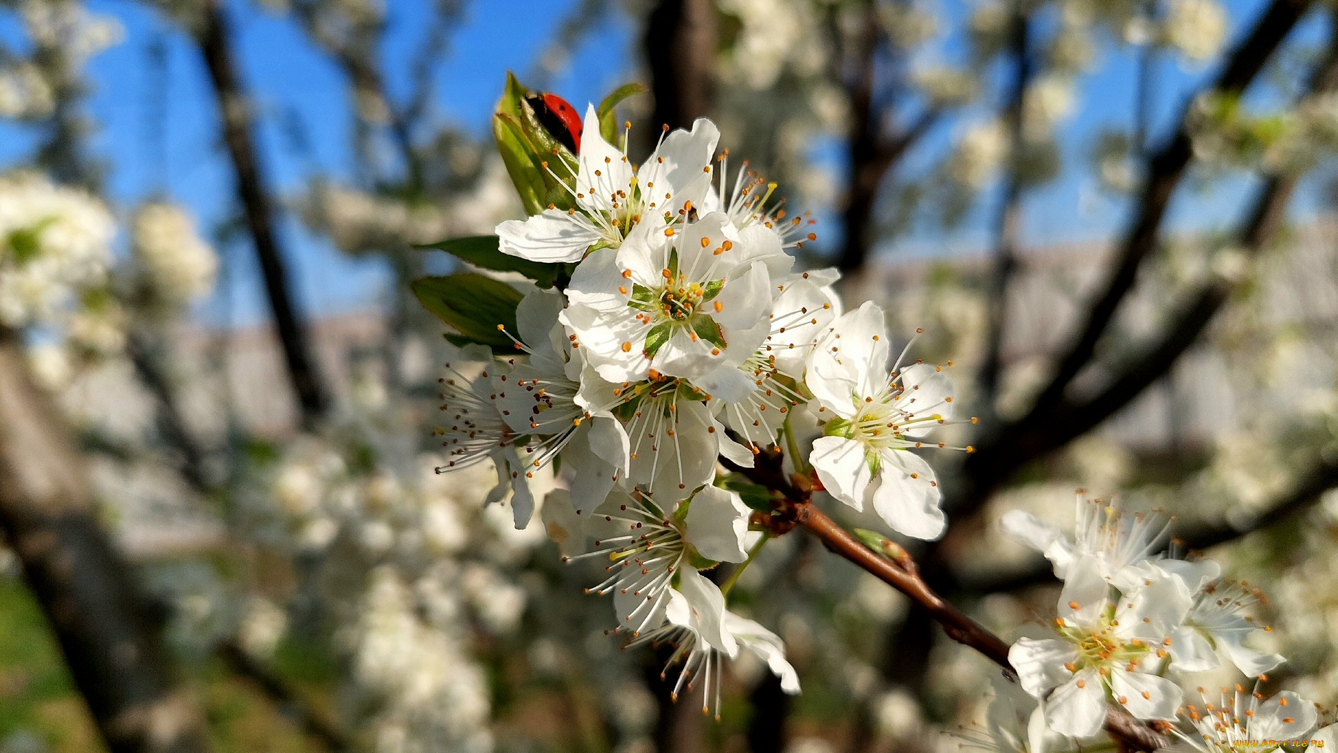 11, 04, 2022, цветы, цветущие, деревья, , , кустарники, весна