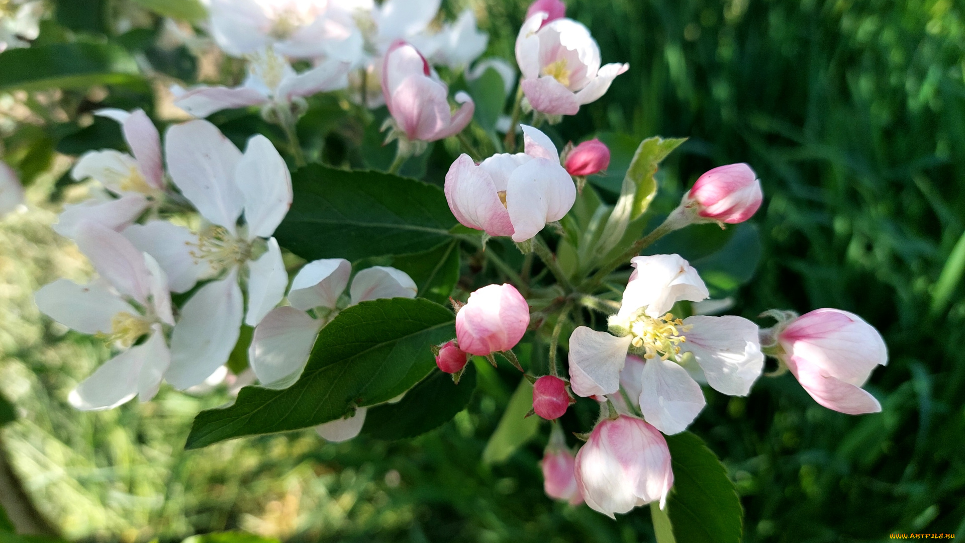 цветы, цветущие, деревья, , , кустарники, яблоня, цветение, весна, 2022