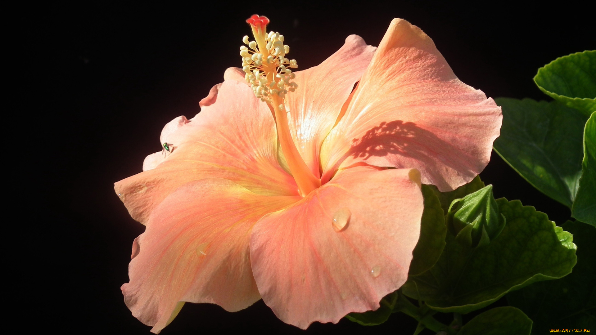 цветы, гибискусы, макро, гибискус, капли