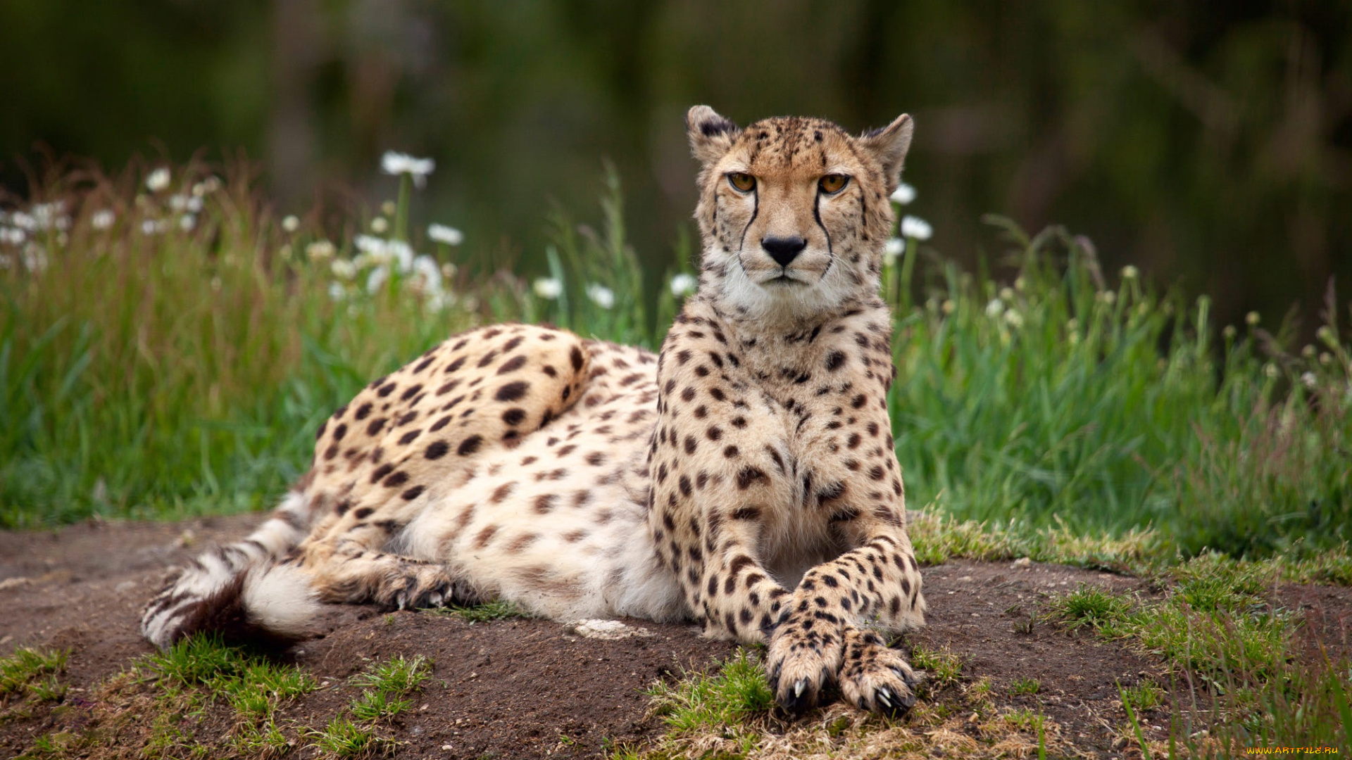 животные, гепарды, трава, взгляд, цветы, природа, поляна, гепард, лежит, боке