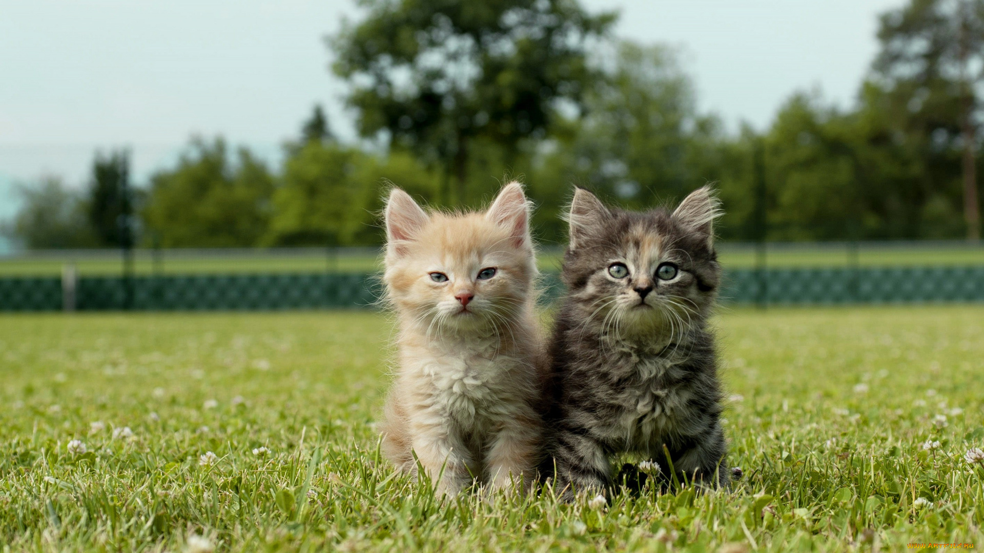 животные, коты, зелень, лето, трава, деревья, кошки, природа, парк, серый, вместе, поляна, забор, рыжий, котята, клевер, парочка, лужайка