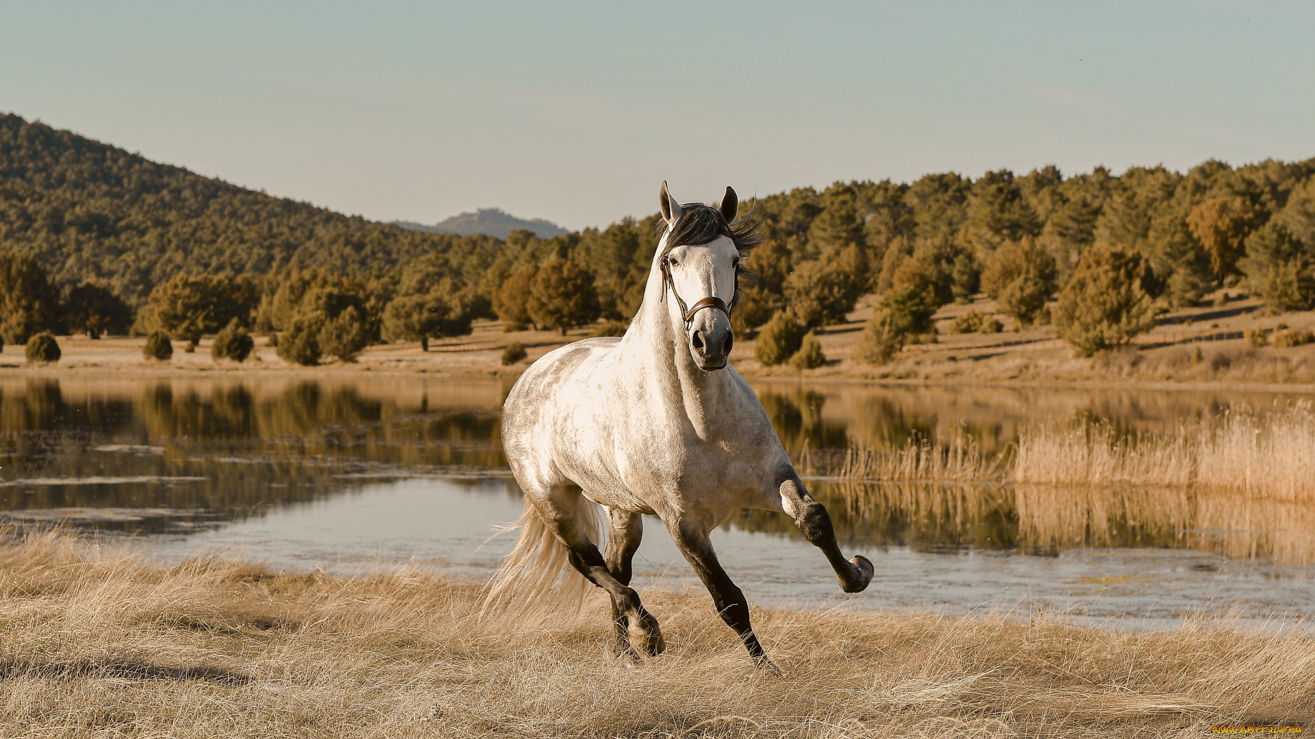 животные, лошади, лошадь, озеро, горы
