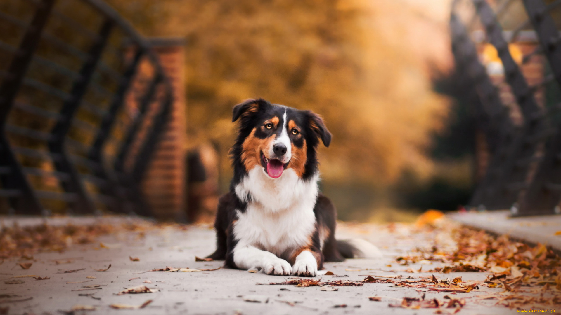 животные, собаки, собака, осень, мост