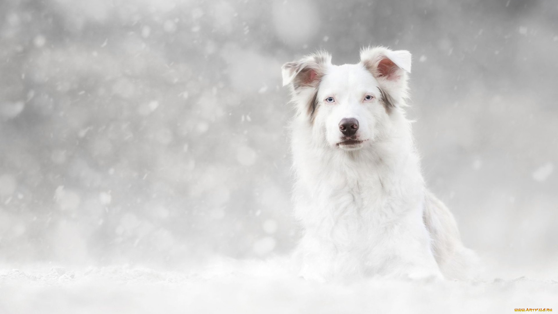 животные, собаки, собака, снег