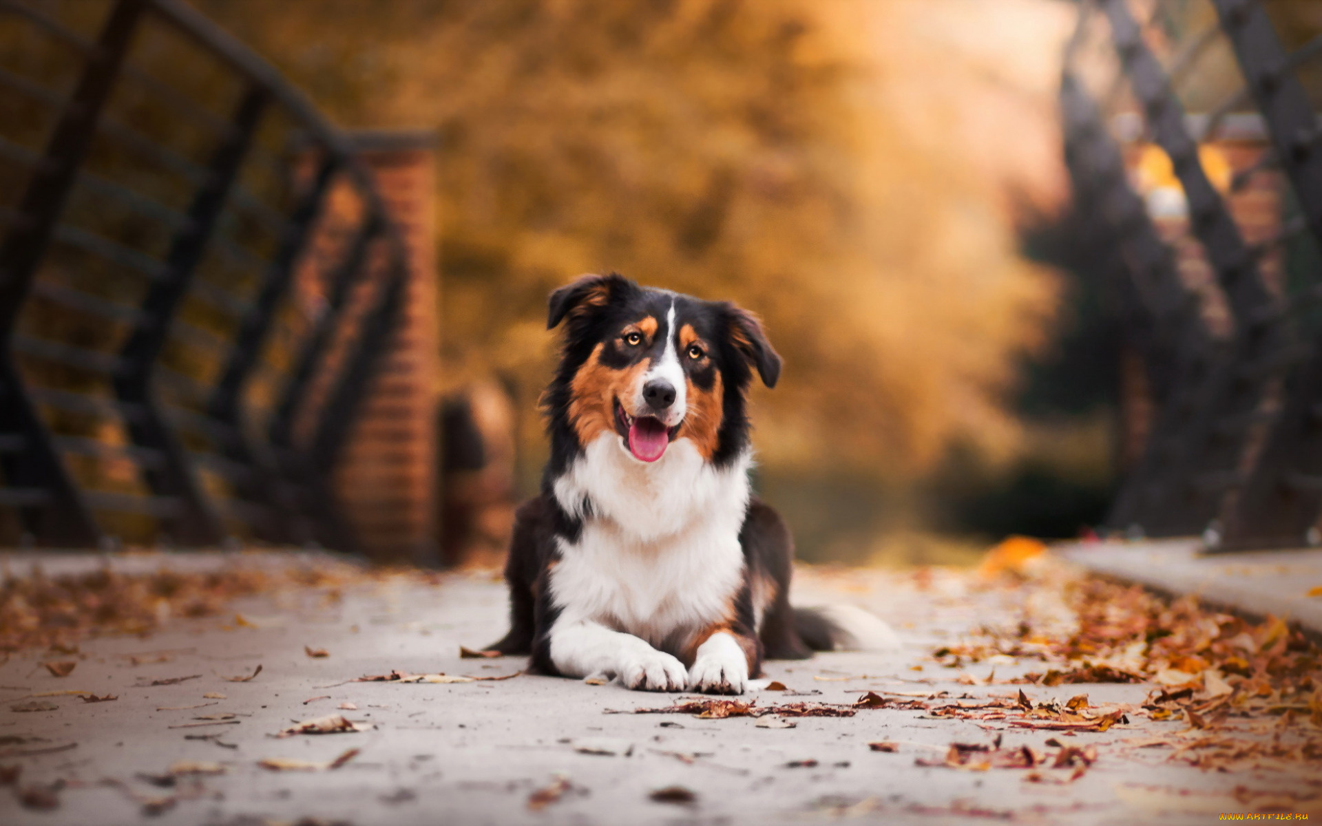 животные, собаки, собака, осень, мост