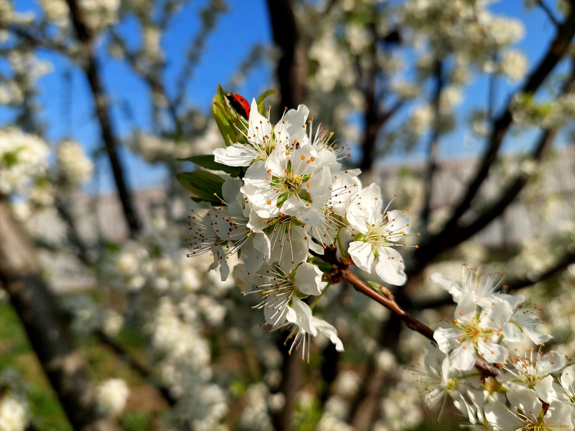11, 04, 2022, цветы, цветущие, деревья, , , кустарники, весна