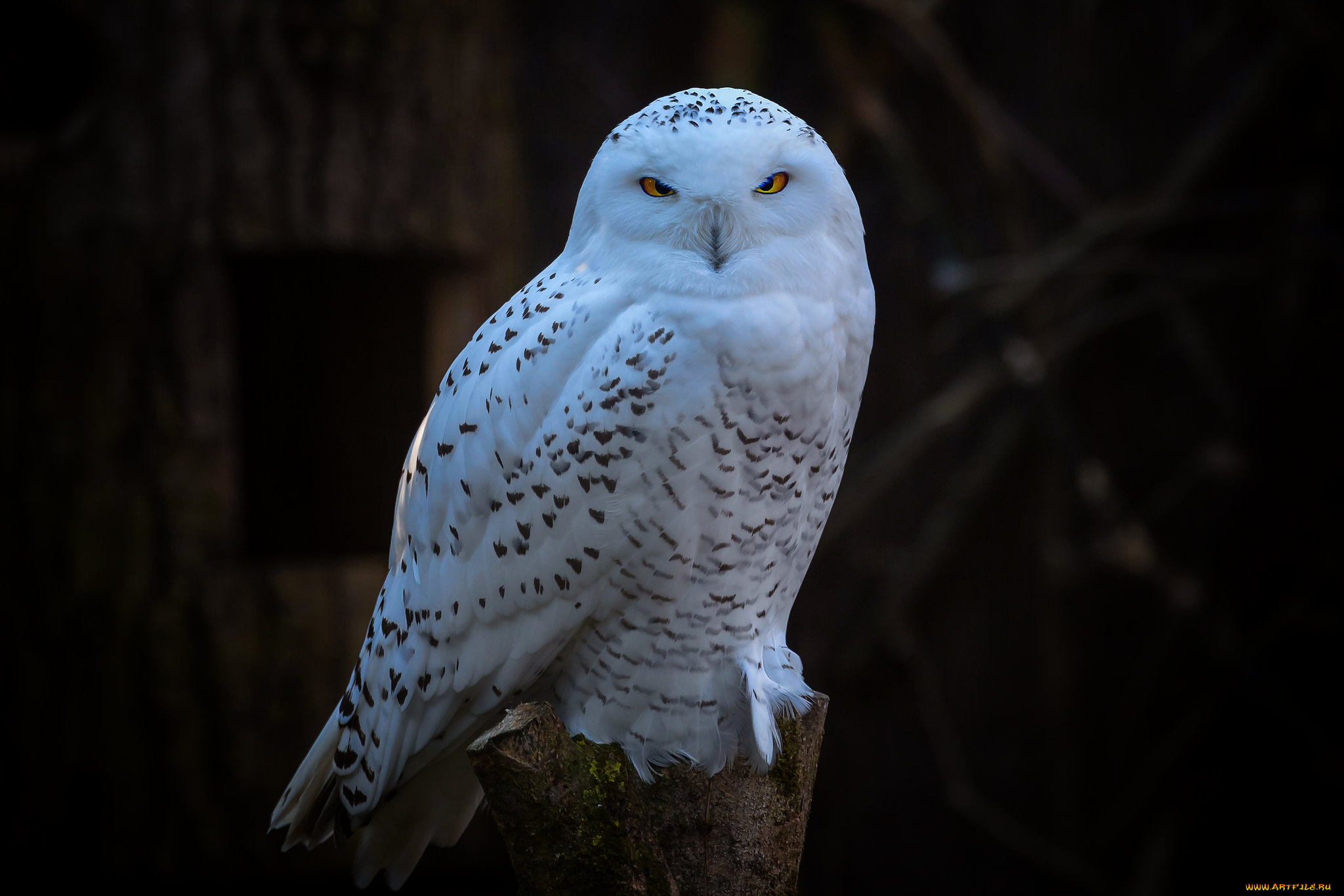 животные, совы, темный, фон, сова, птица, белая, полярная