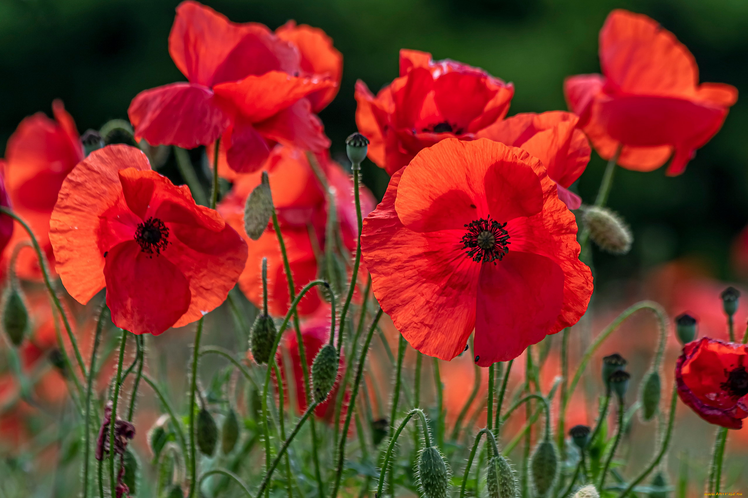 цветы, маки, алые