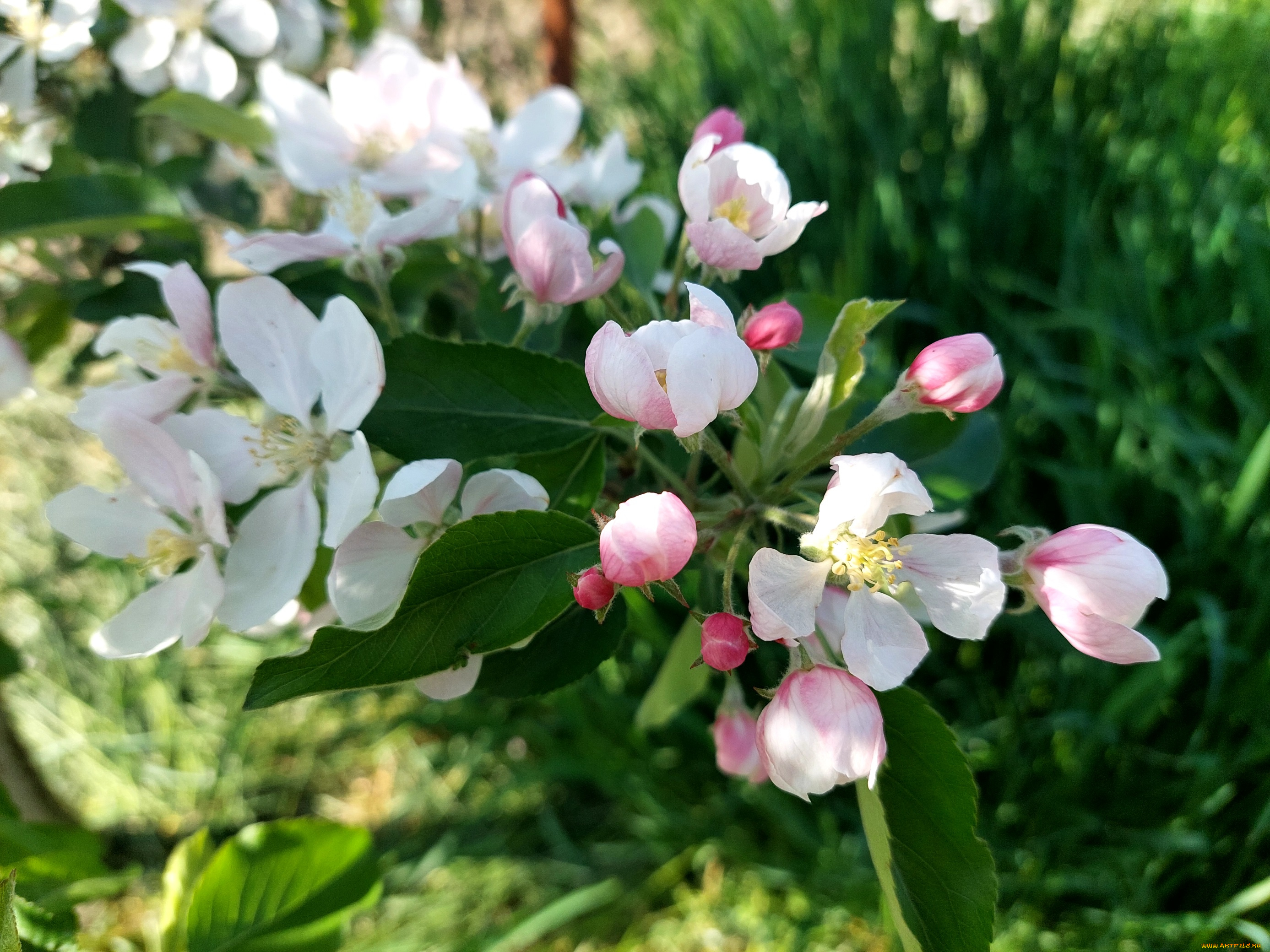 цветы, цветущие, деревья, , , кустарники, яблоня, цветение, весна, 2022